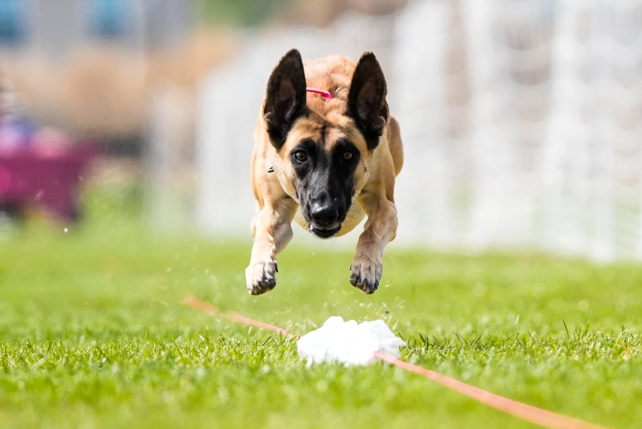 Belgian Malinois sprinting full speed airborne across grass during an official AKC Fast CAT 100-yard dash competition.