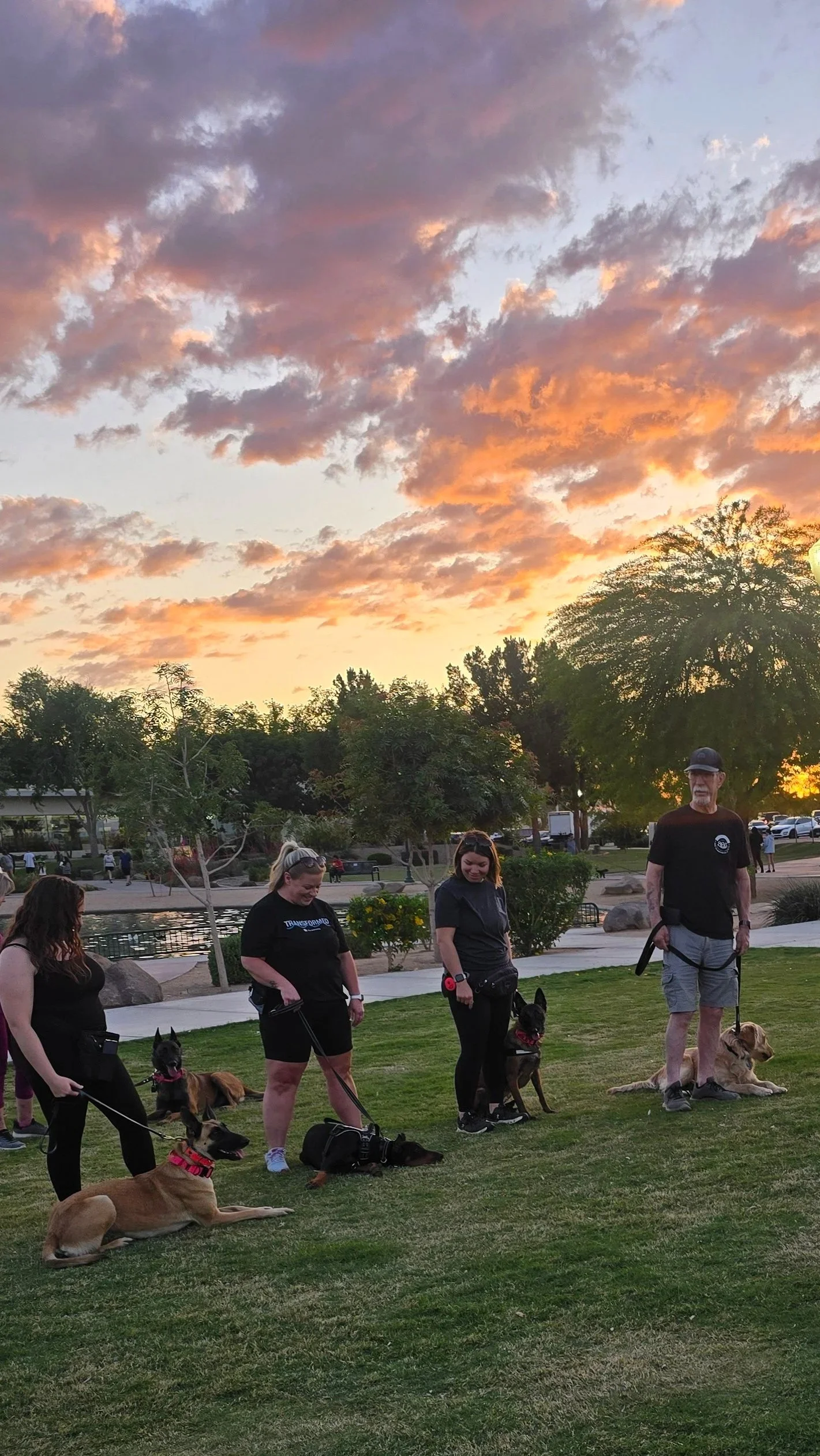 Dog handlers and their dogs practicing calm down-stays on grass during an outdoor AKC Canine Good Citizen training class.