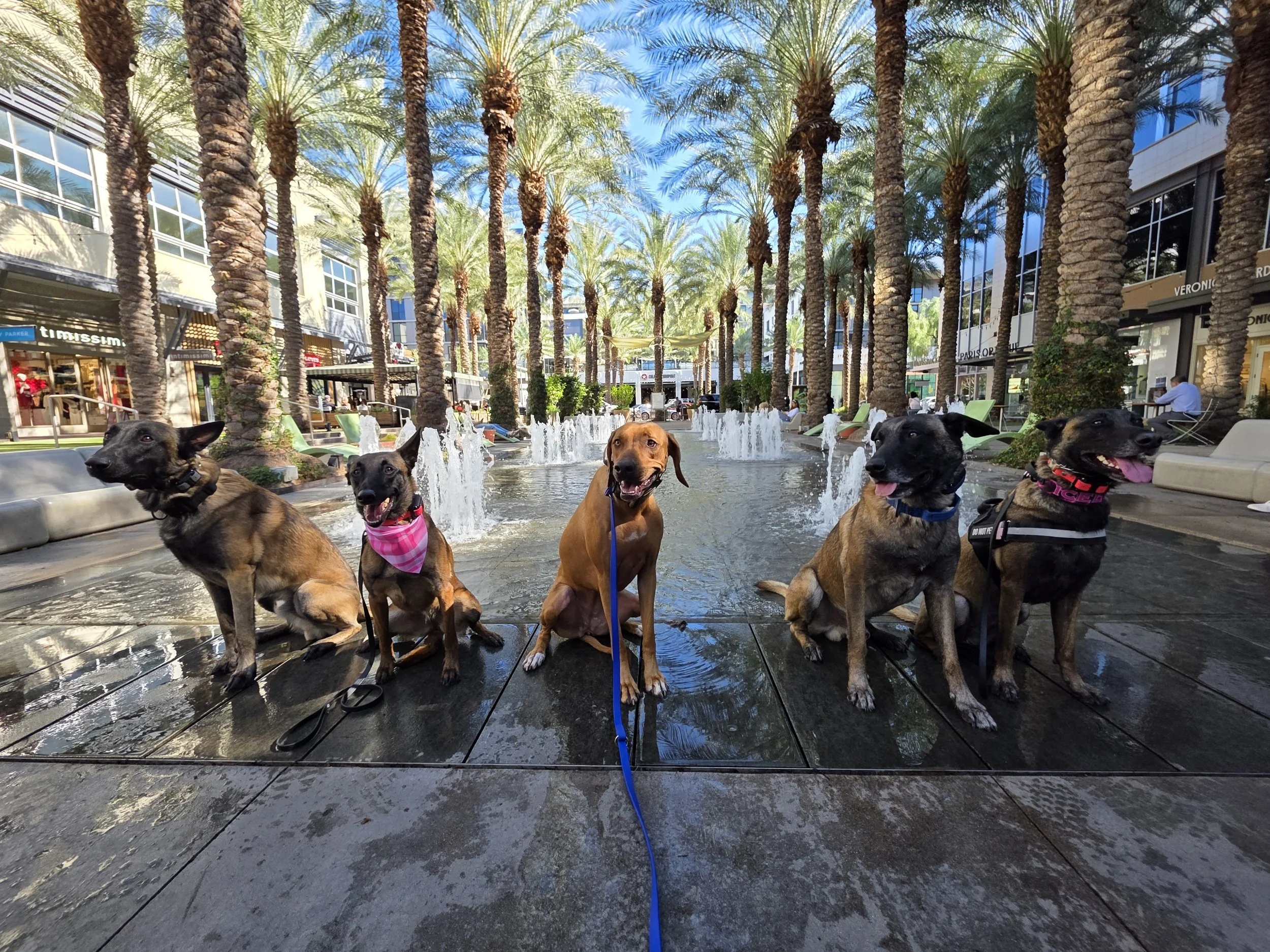Client pack walk working on dog neutrality and impulse control around high distractions in Phoenix AZ