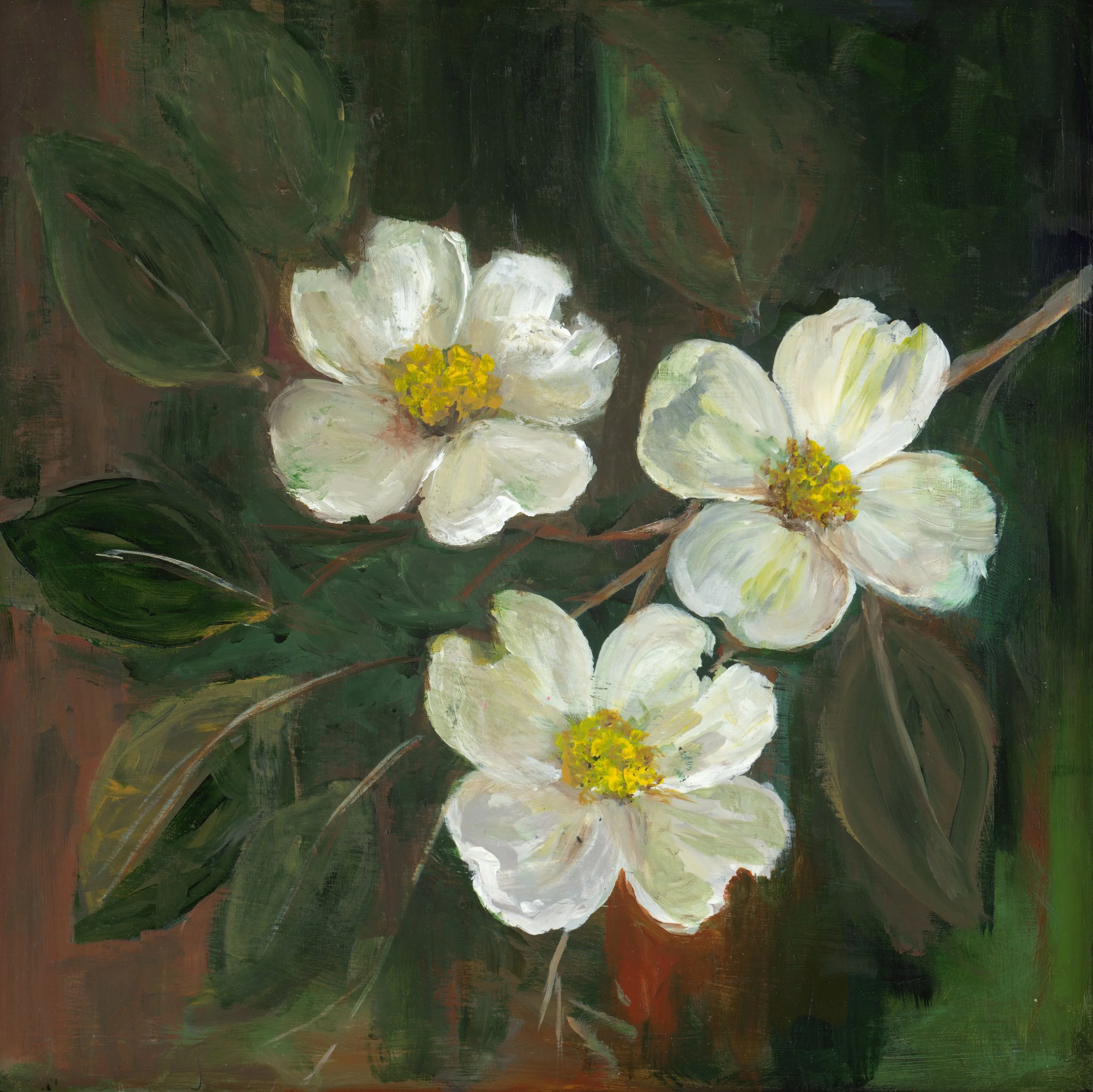 Stunning creamy white dogwood blooms rest on a delicate branch against a contrasting background of rich dark leaves.