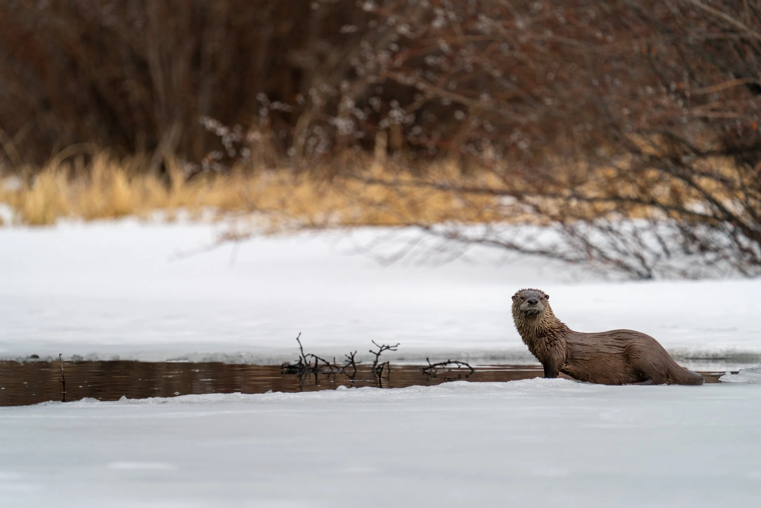 River Otter Poser