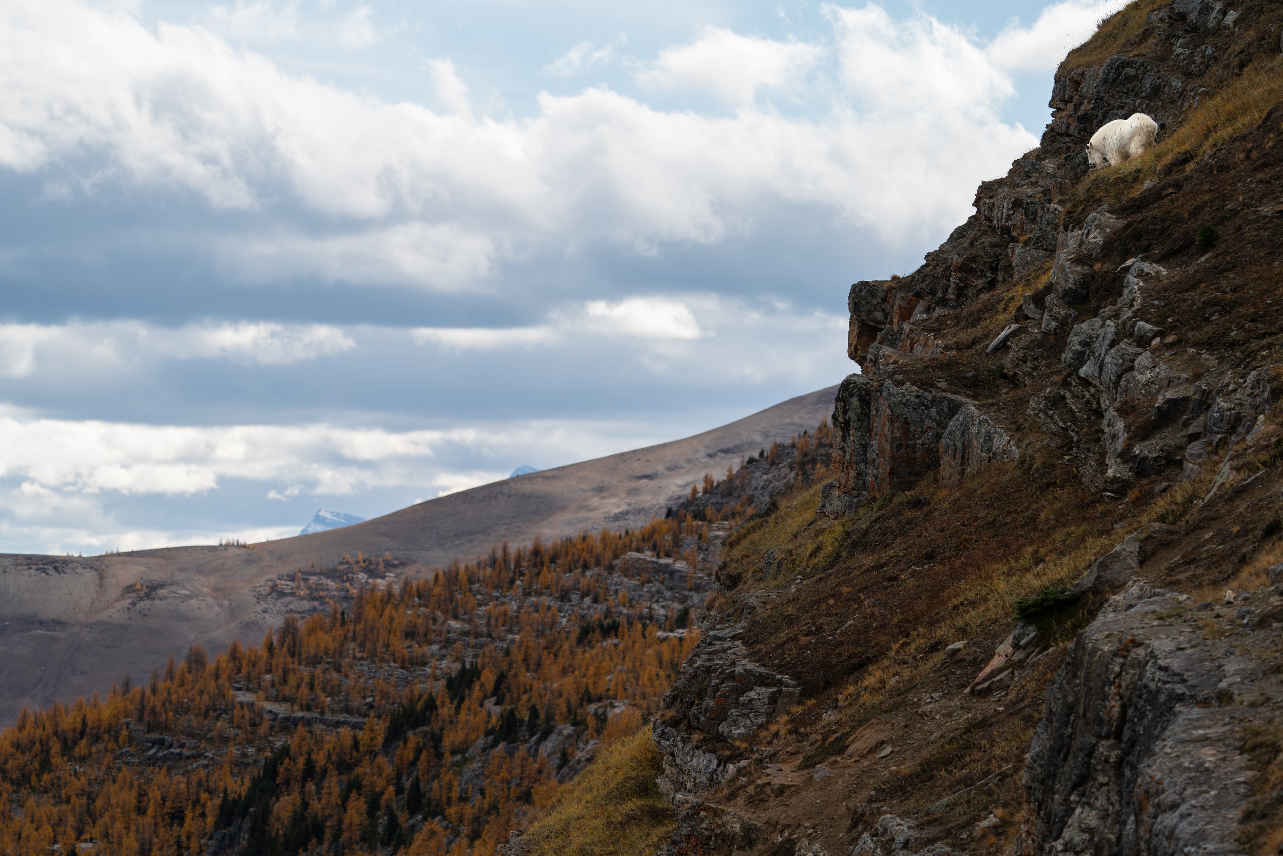 larch goat ssp.jpg