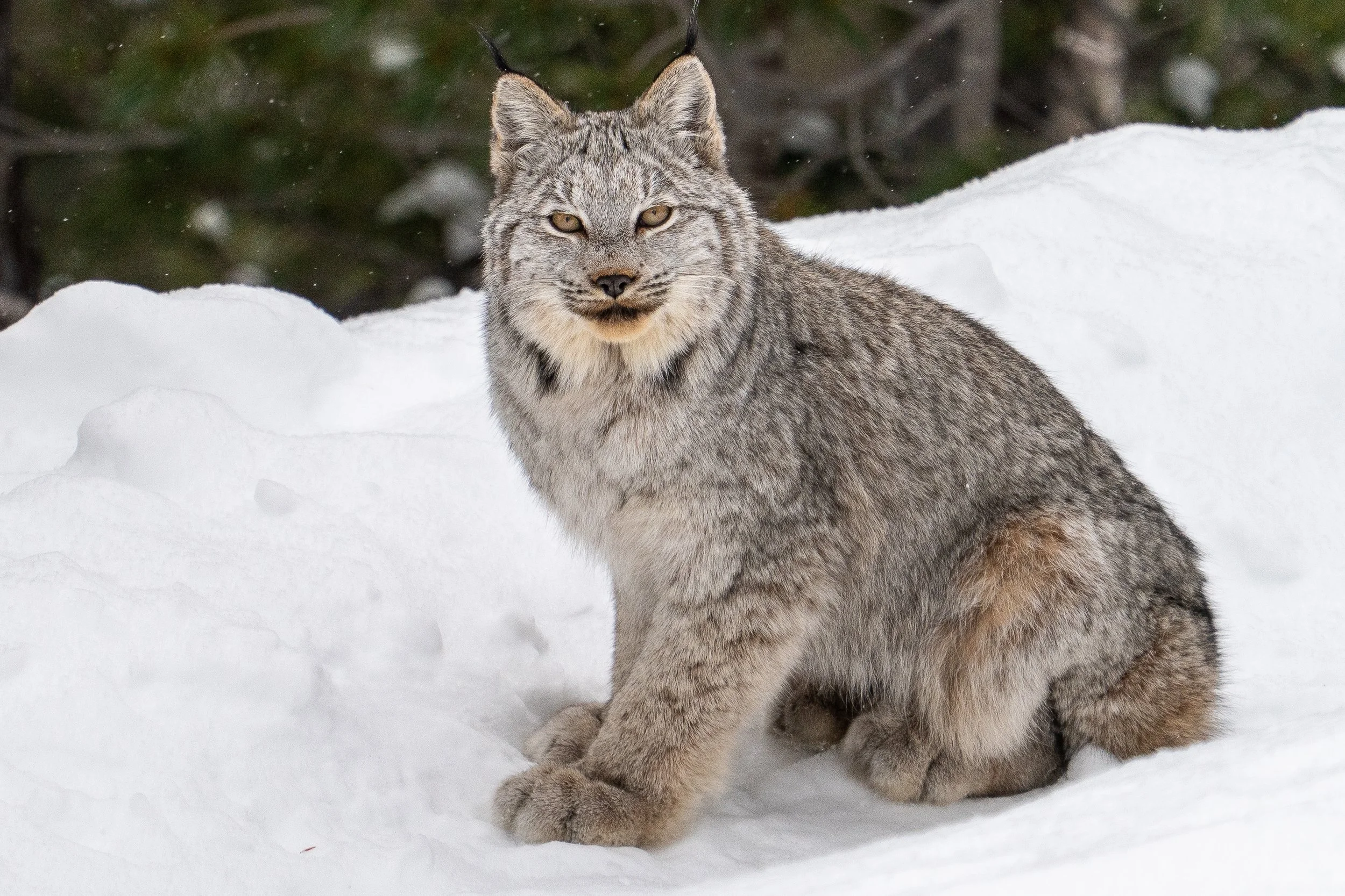Canadian Lynx