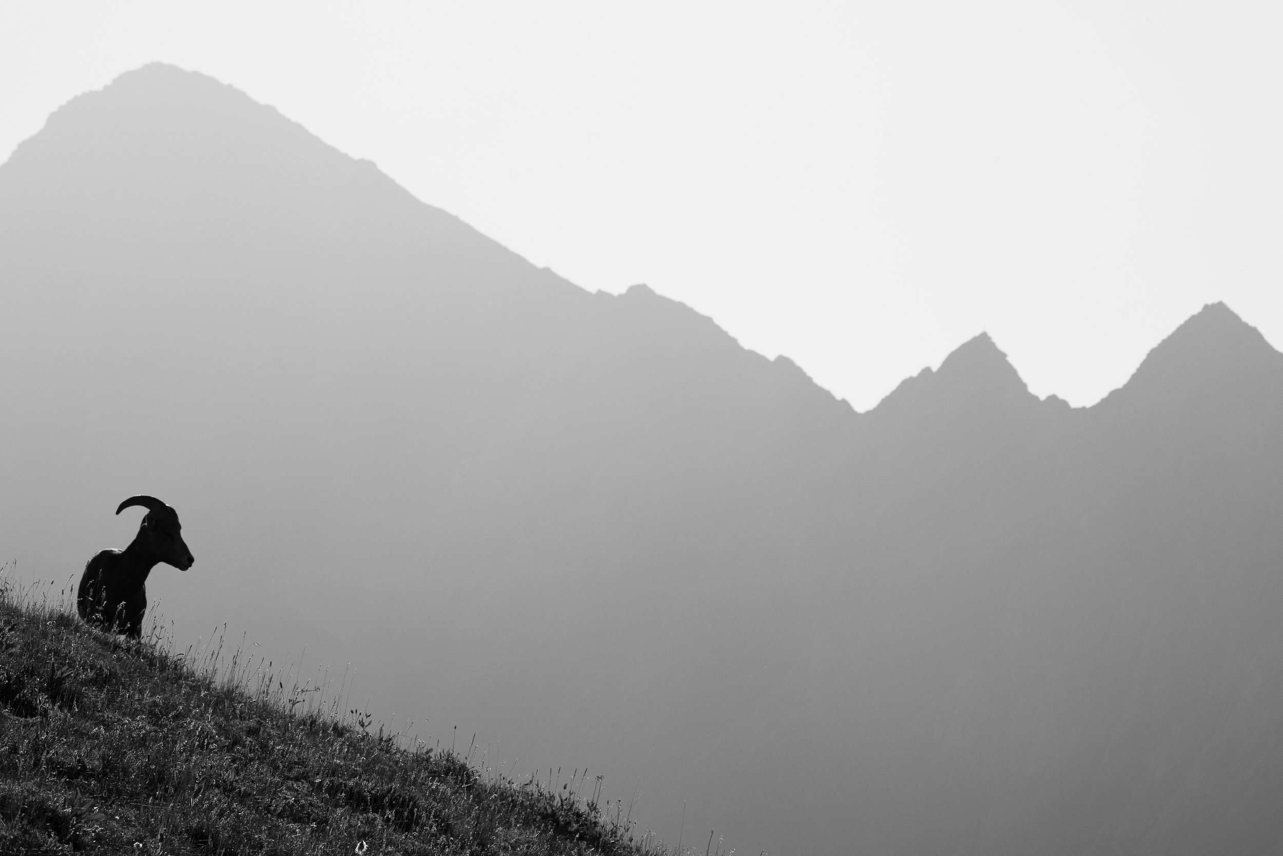 Backlit Bighorn