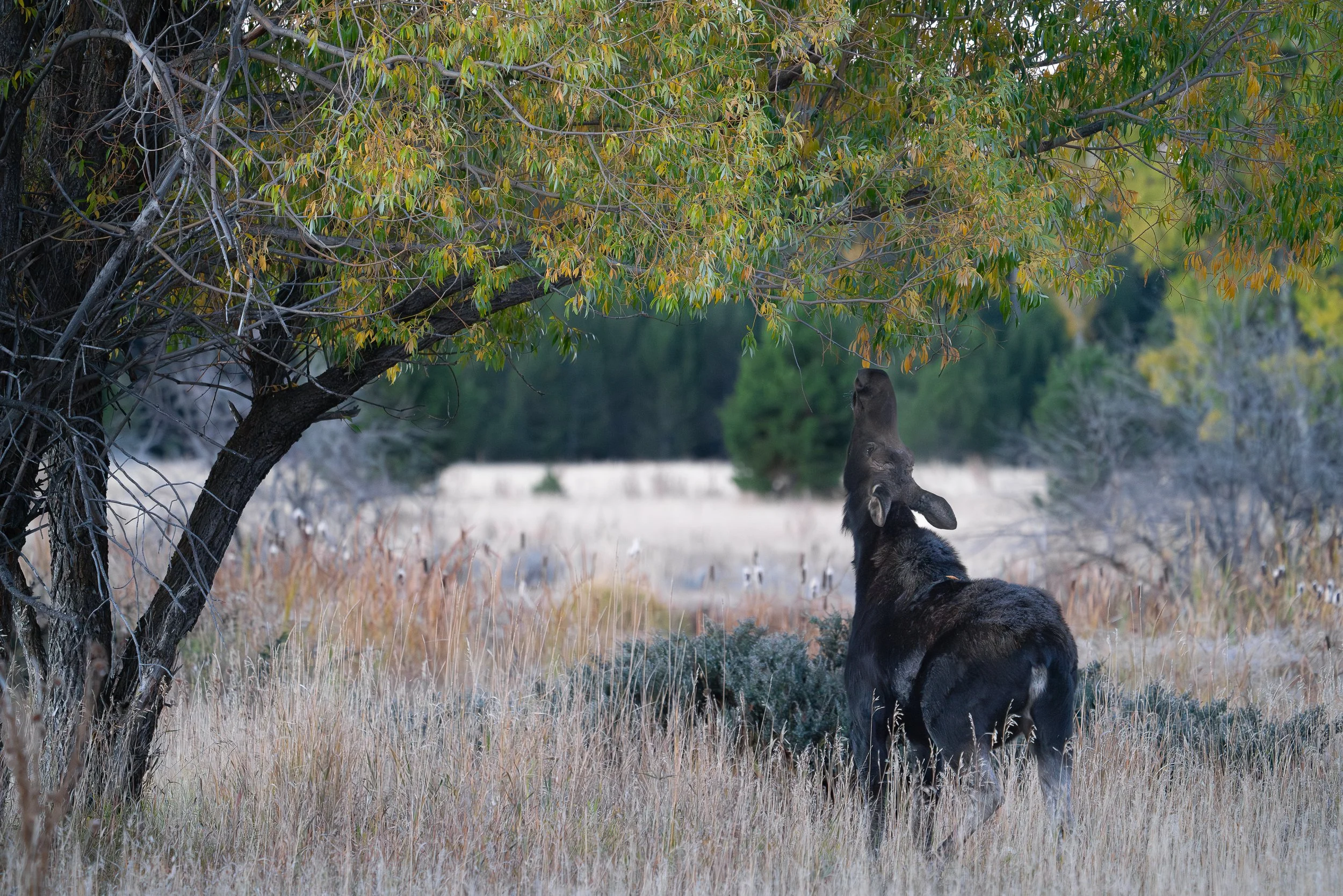 moose tree ssp.jpg