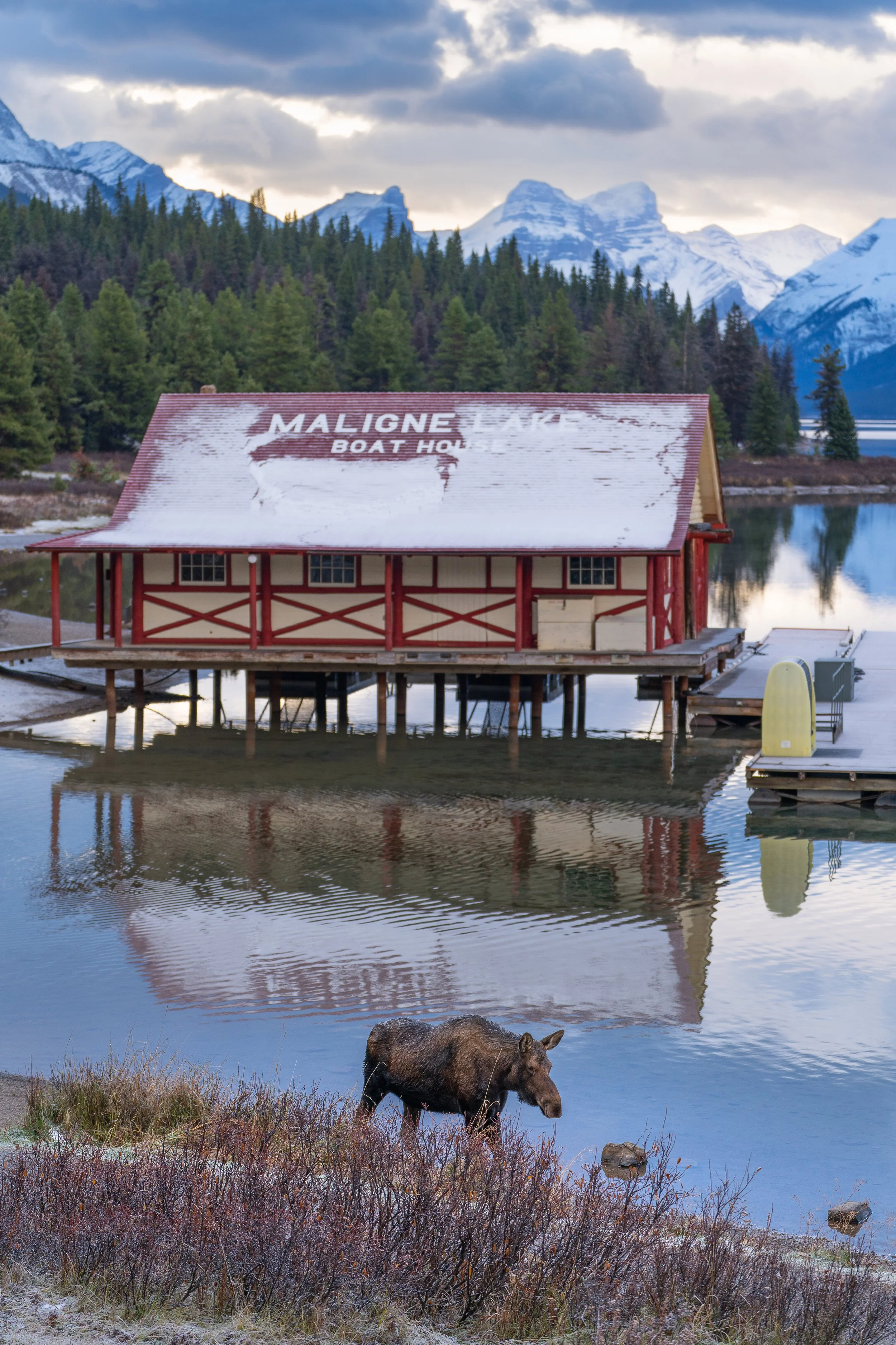 maligne boat moose ssp.jpg