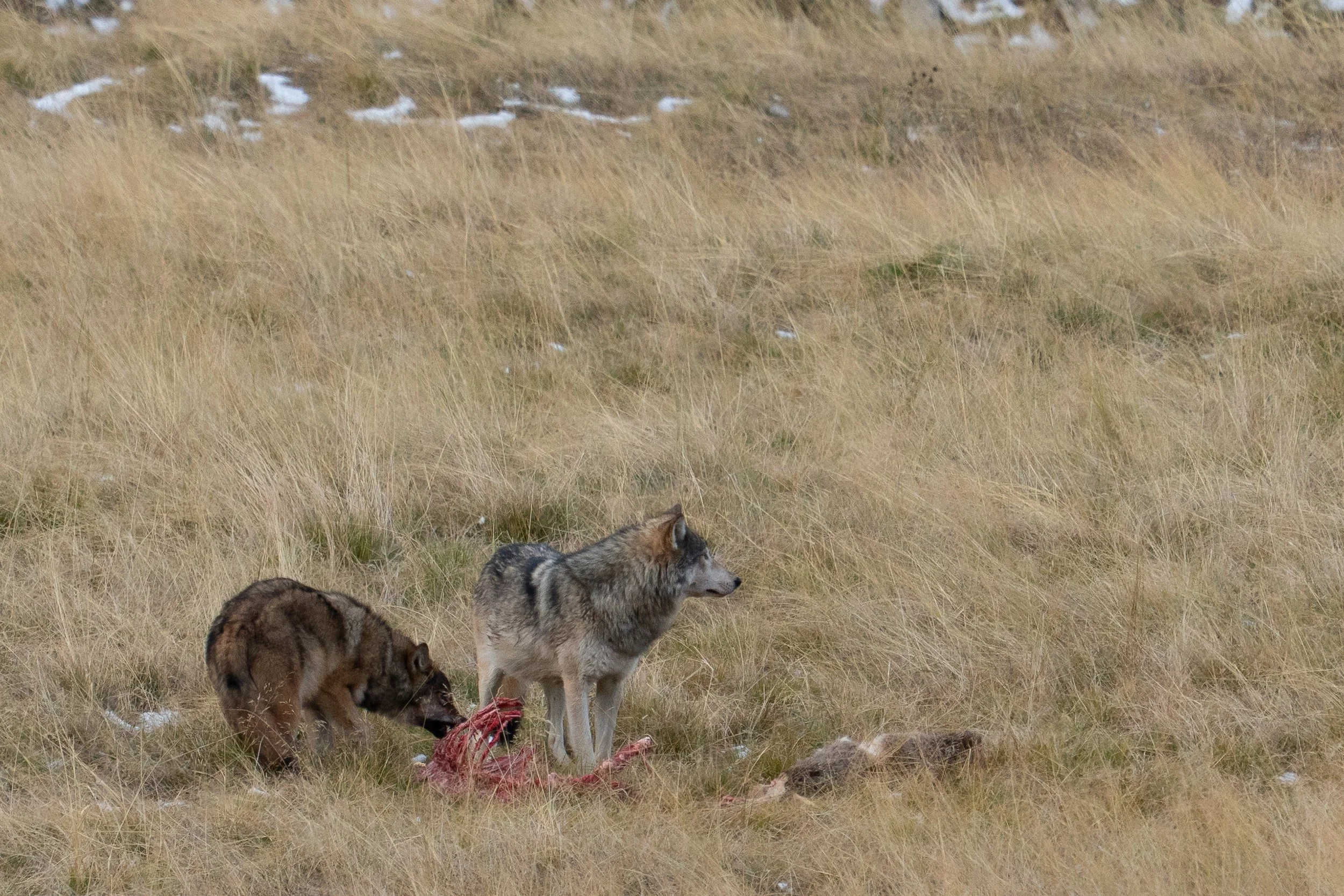 wolf kill ssp.jpg