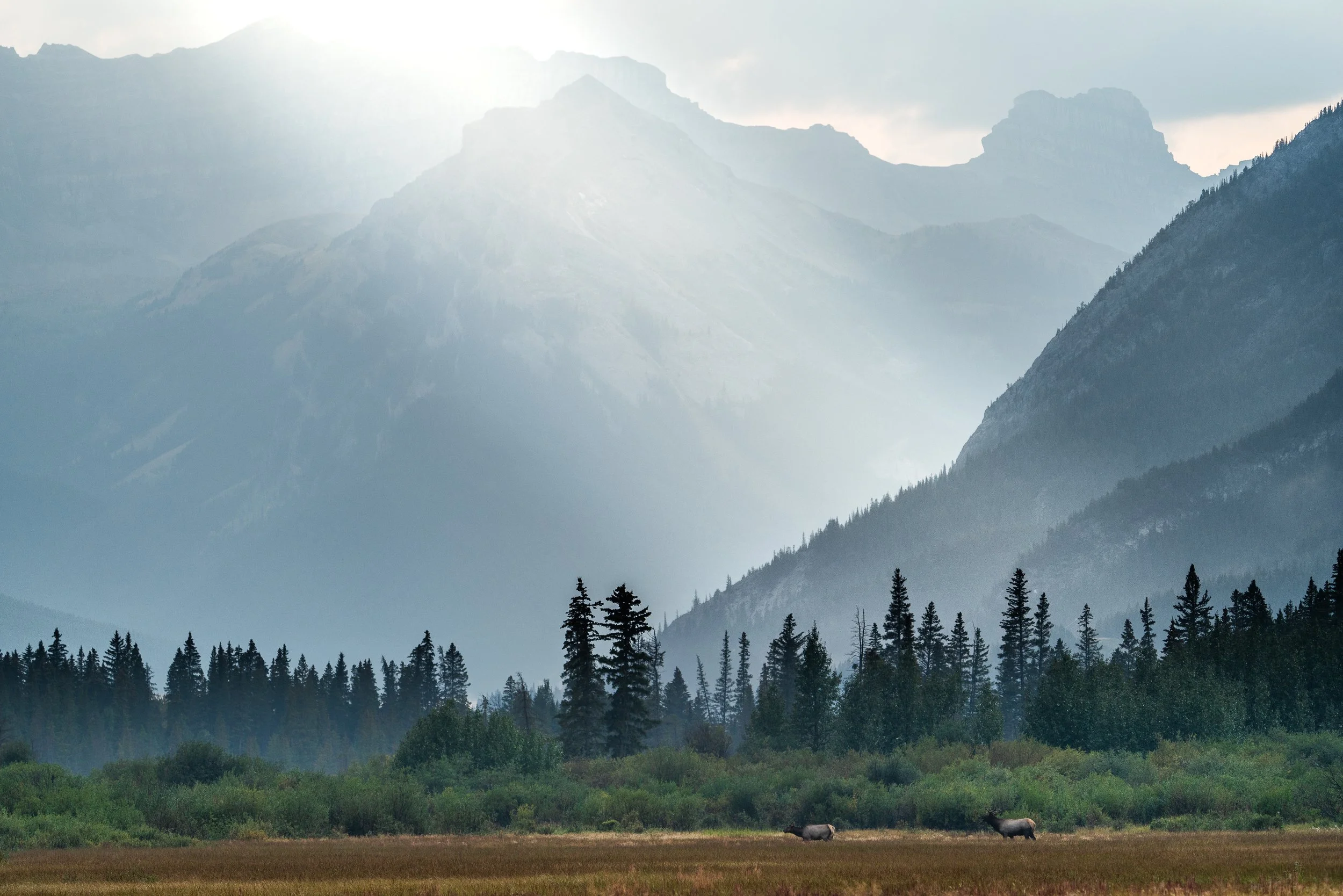 elk light ssp.jpg