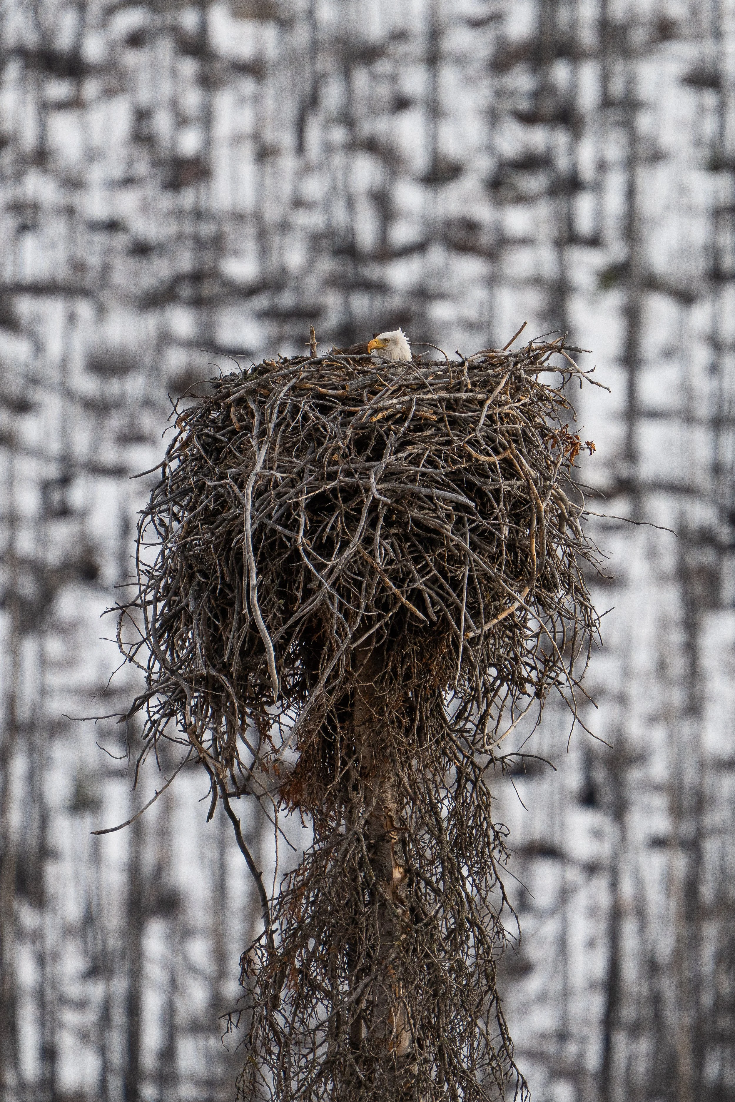 Eagle Nest