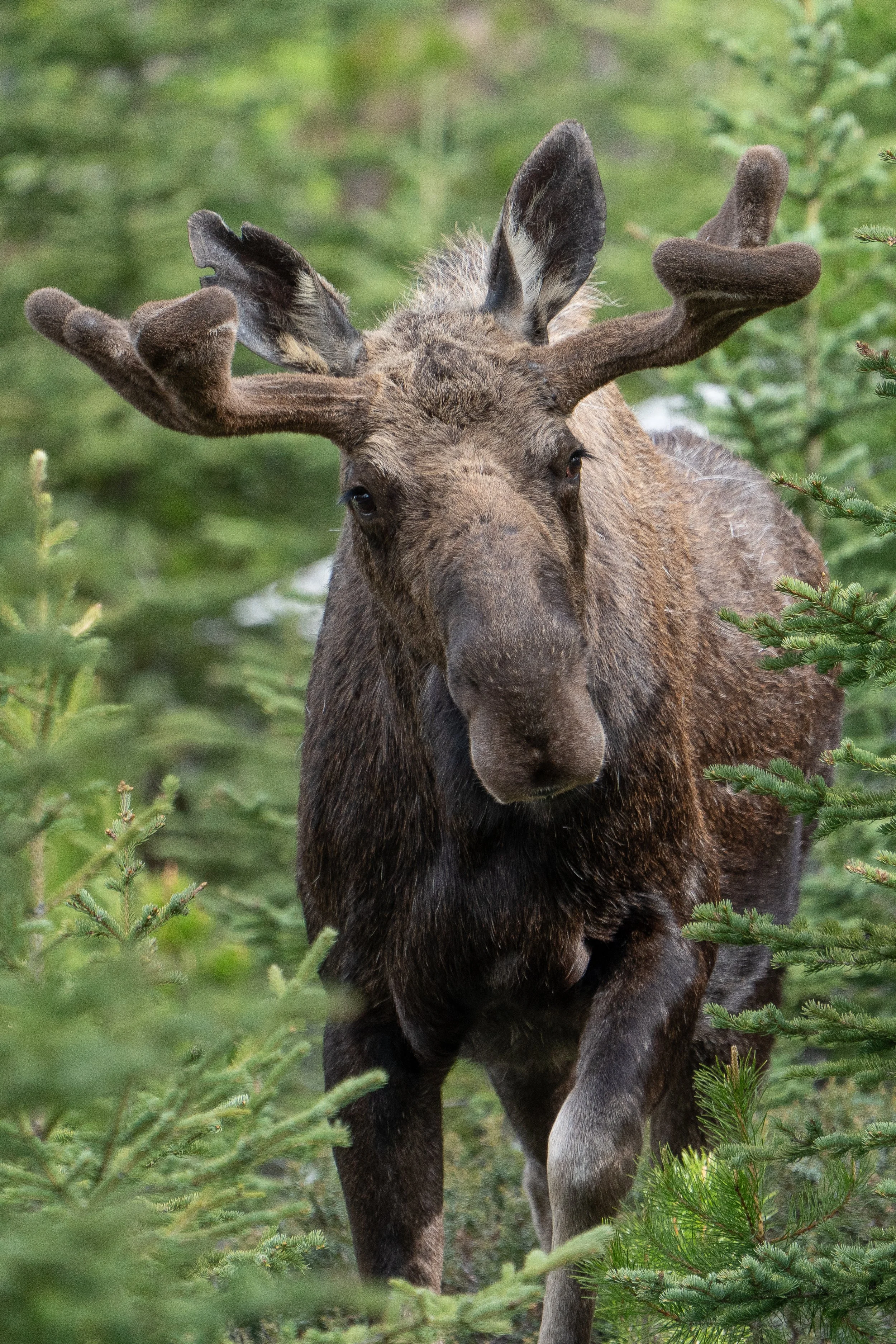 Moose on the Loose