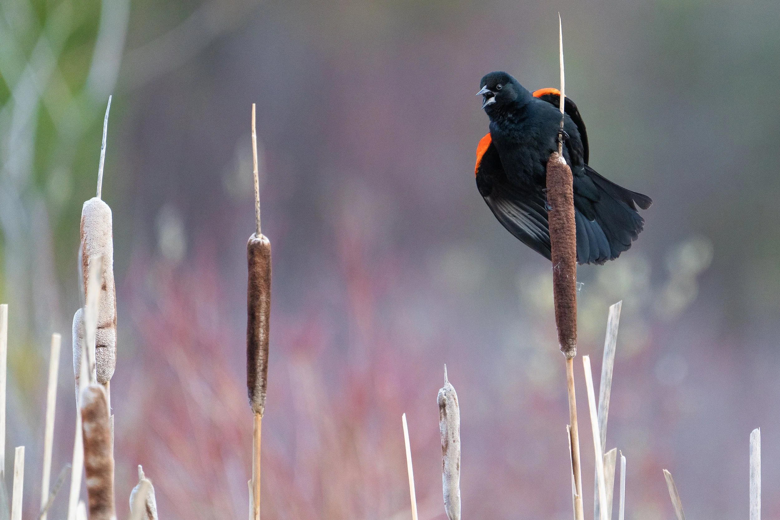 Red Winged Blackbird