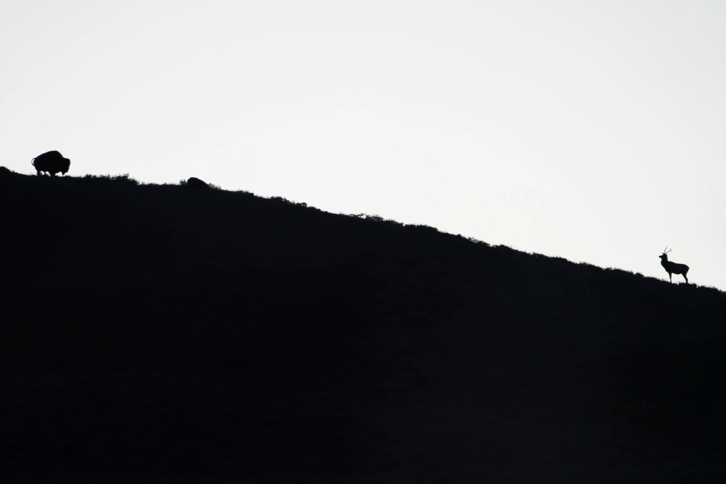 bison horizon ssp.jpg