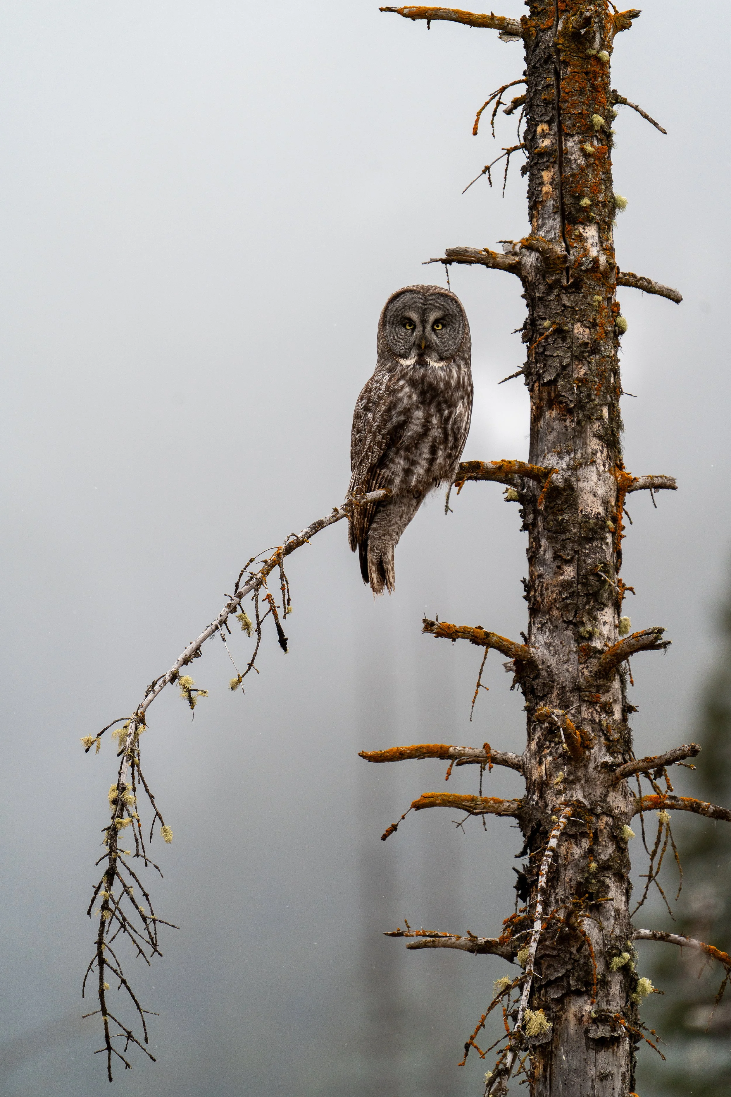 In the Fog