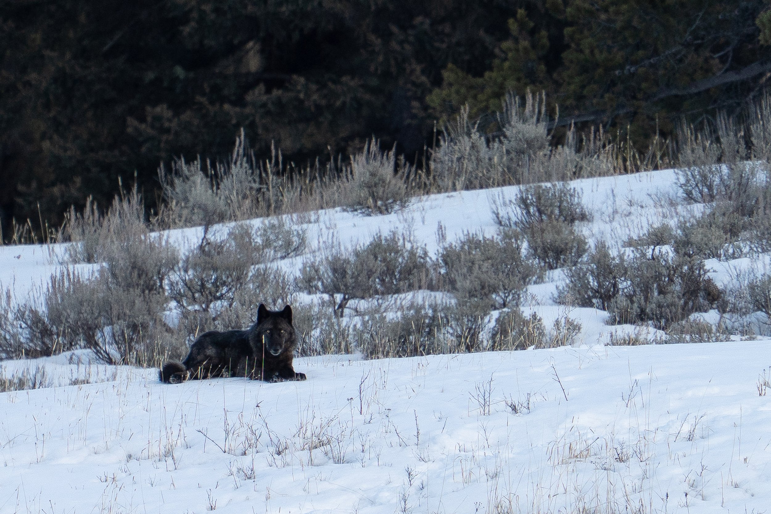 black wolf ssp.jpg
