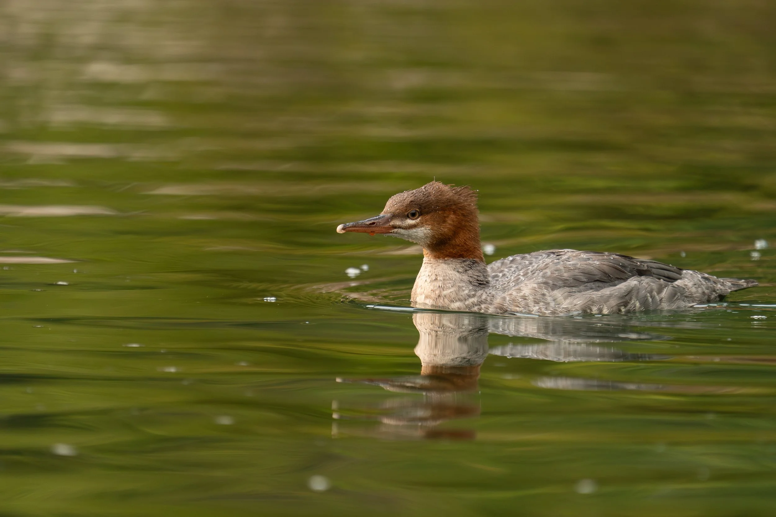 merganser ssp.jpg