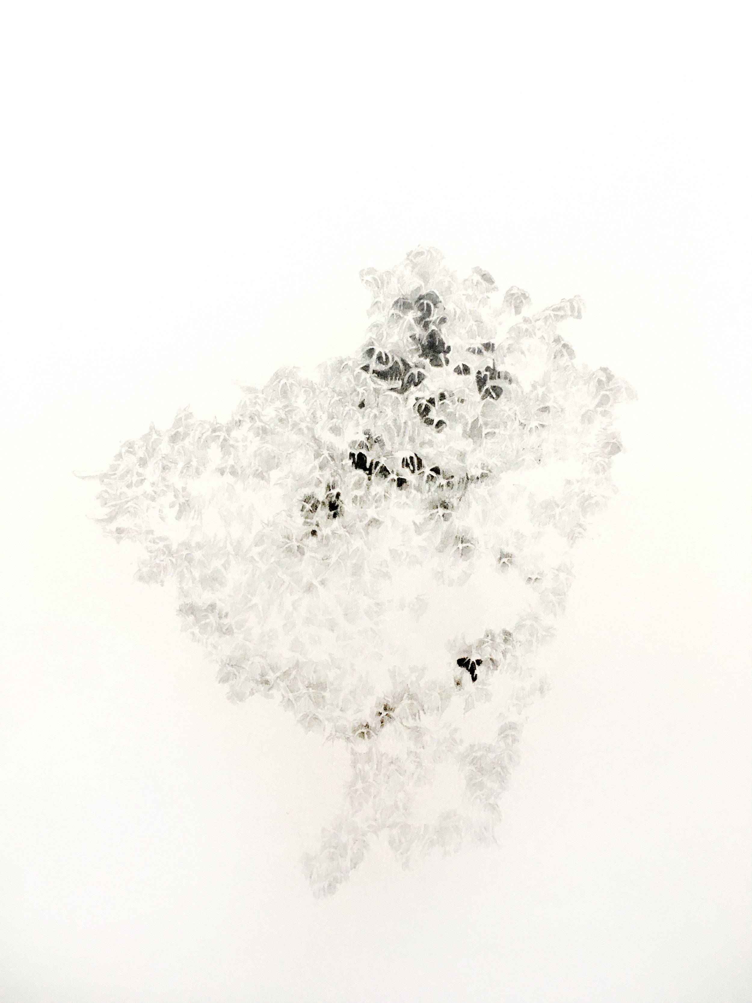 Sphagnum, 2021, graphite on paper, 56 x 76cm