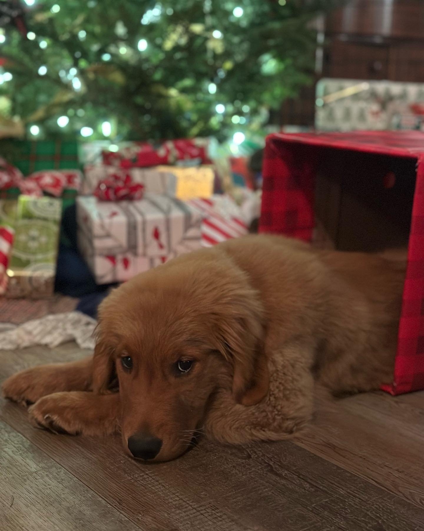 Merry Christmas 🎀
