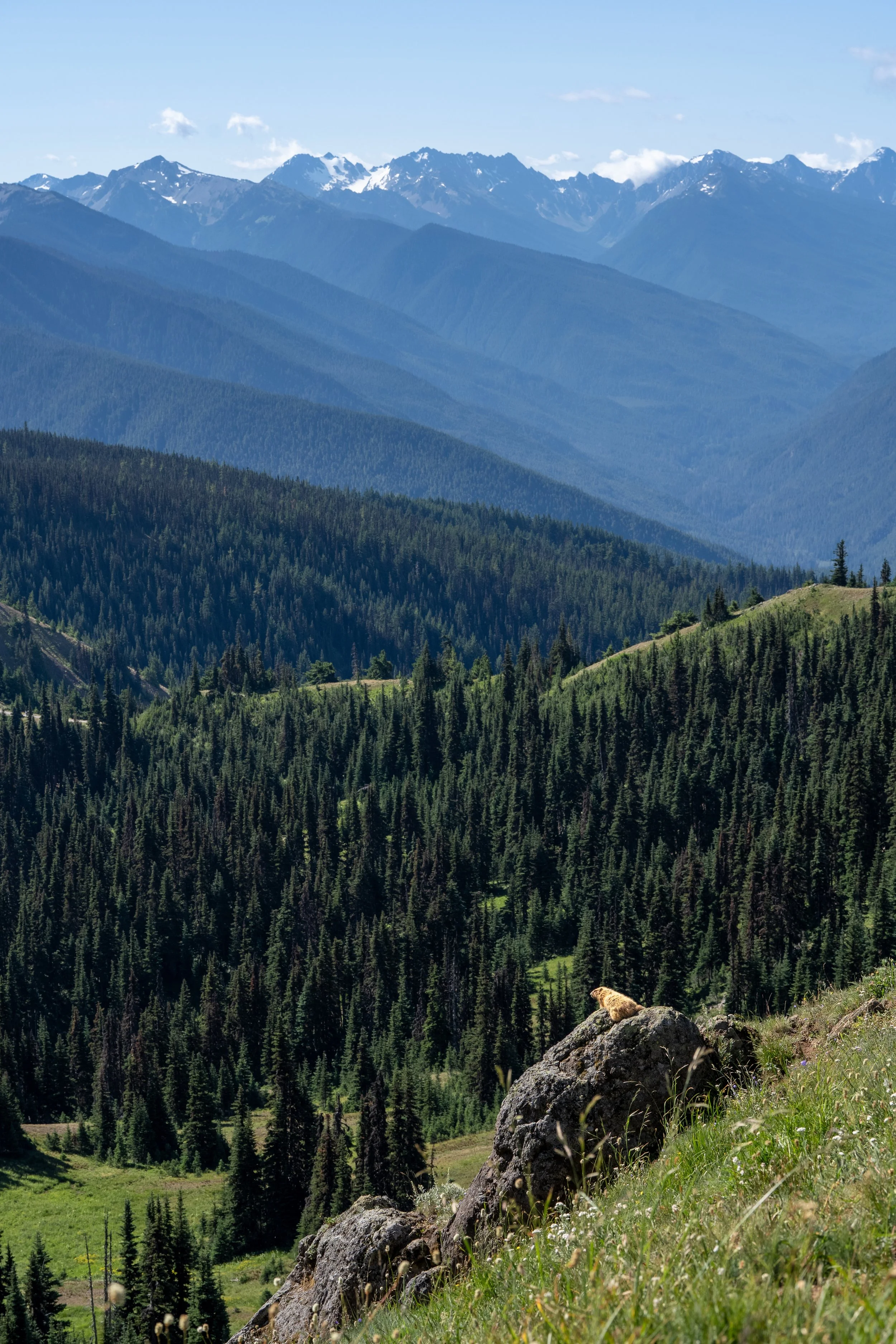 olympic_hurricane_field_marmot.jpg