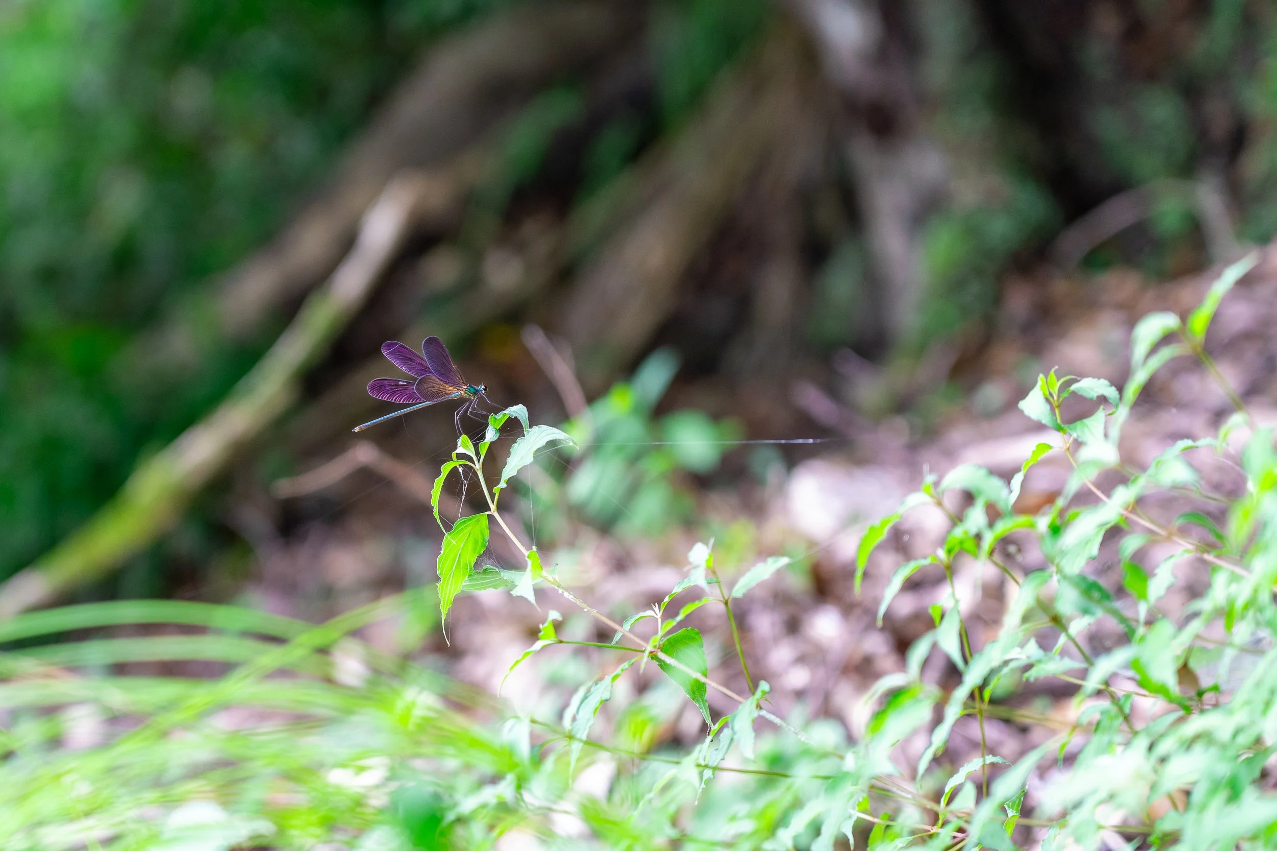 Arashiyama (Kyoto) | Japan