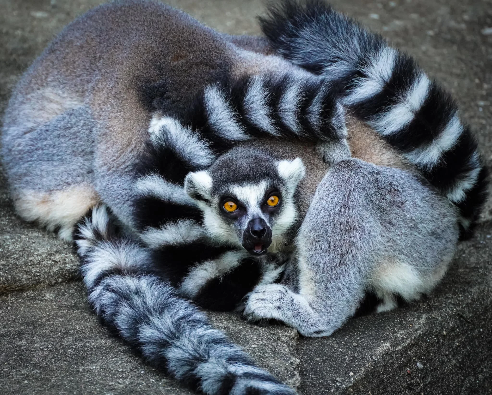 lemur.jpg