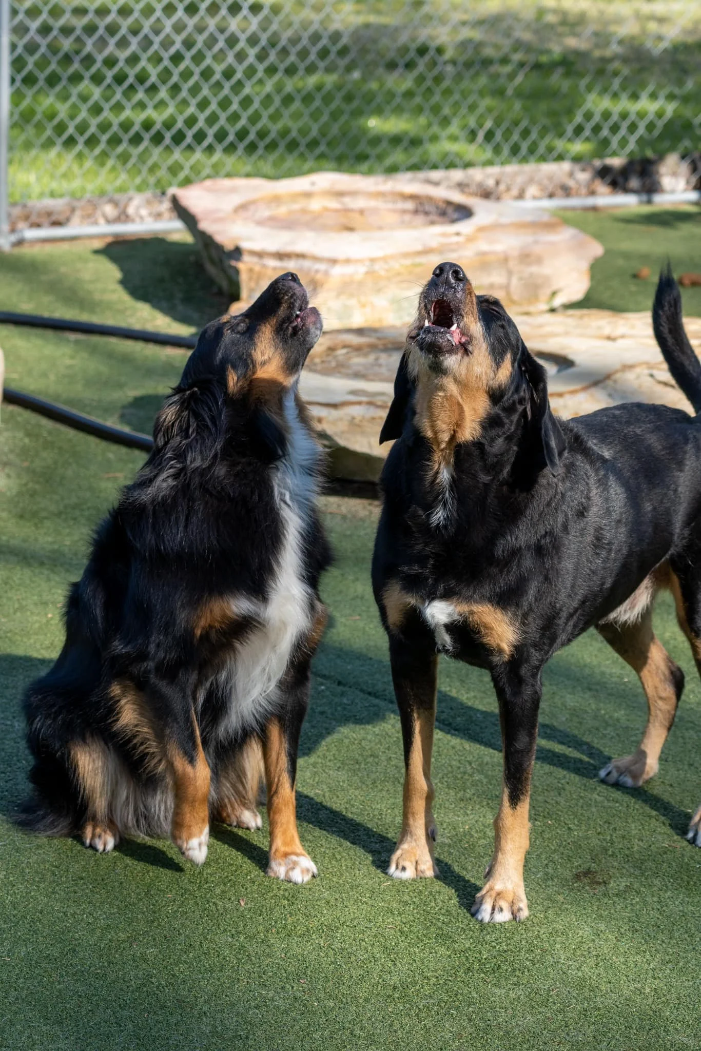 dog 2.jpg