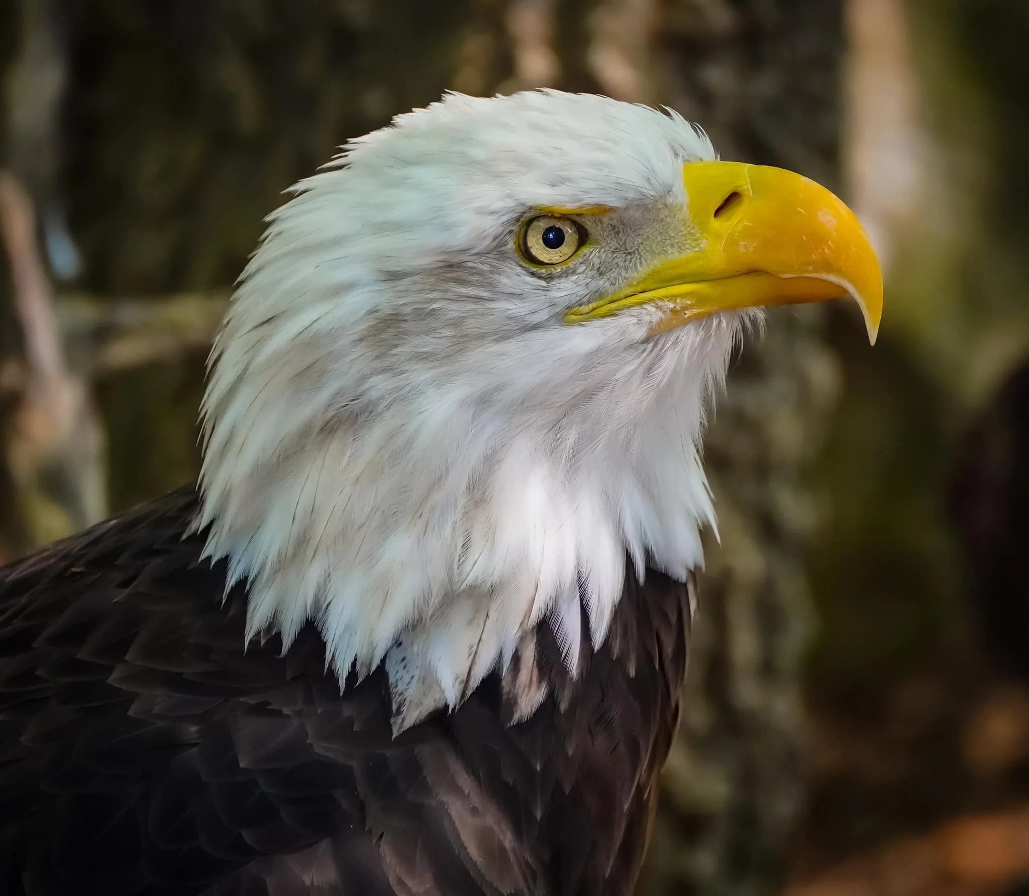 eagle.jpg