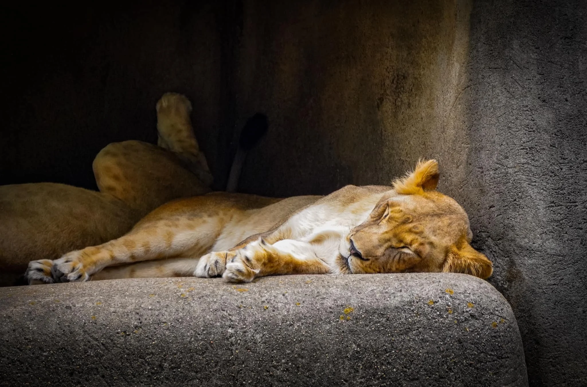 sleepy lion.jpg