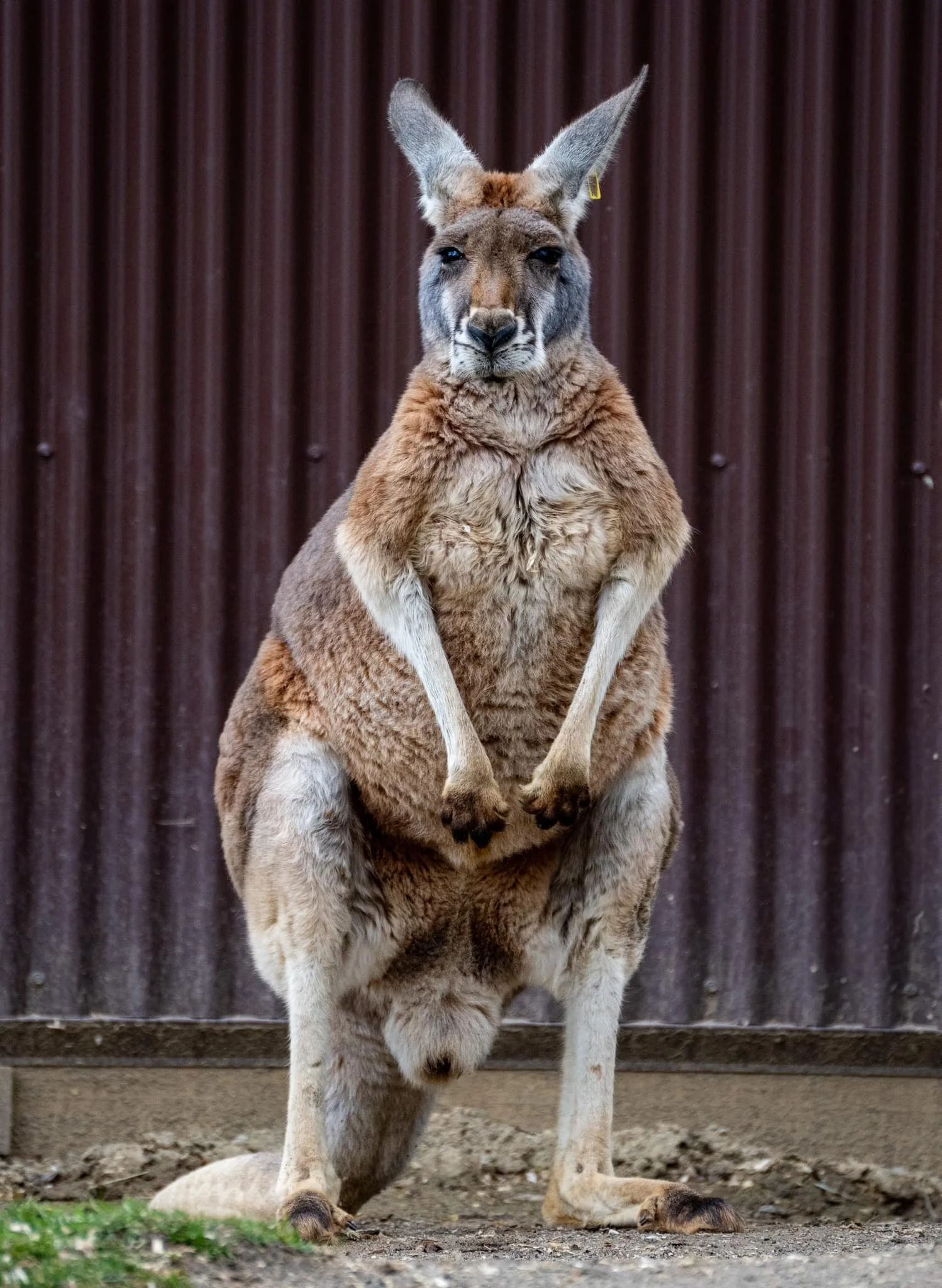kanga.jpg