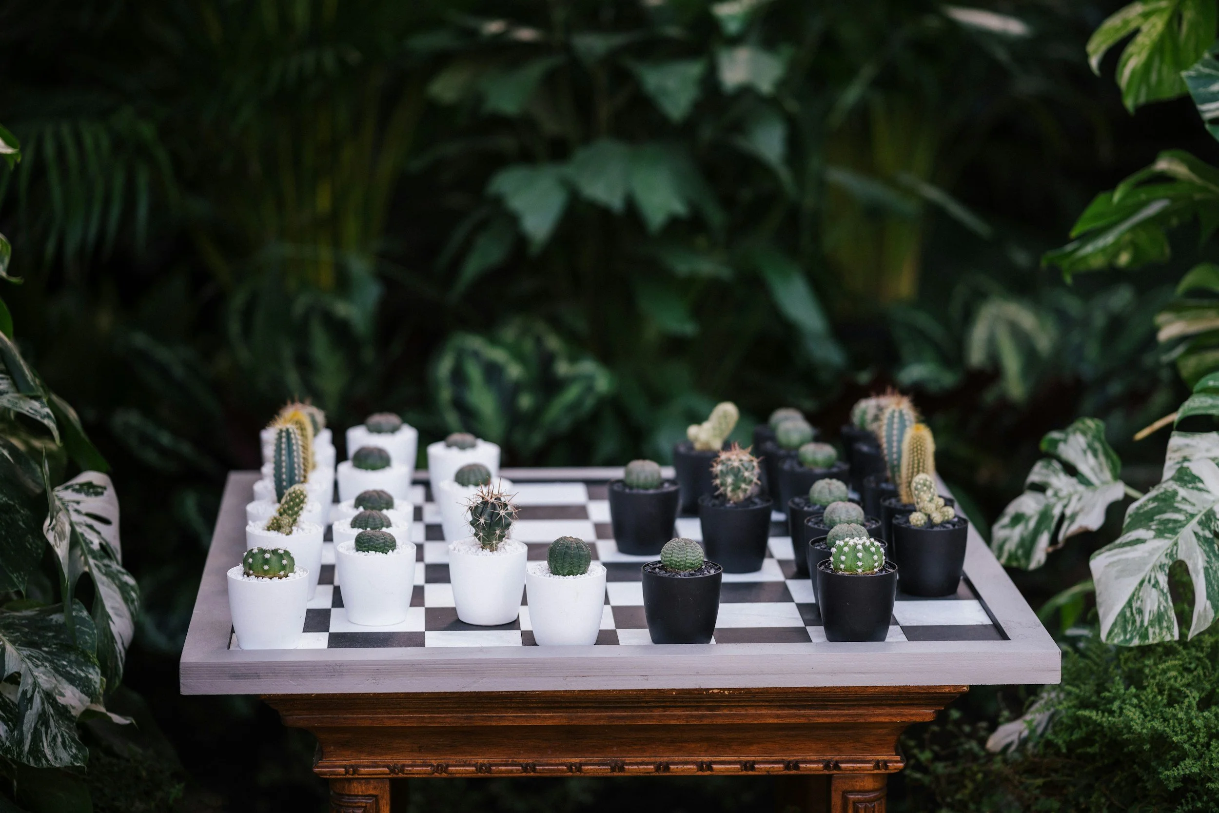 Tablero de ajedrez con fichas hechas de diferentes tipos de cactus en una mesa de madera, rodeada de plantas verdes.