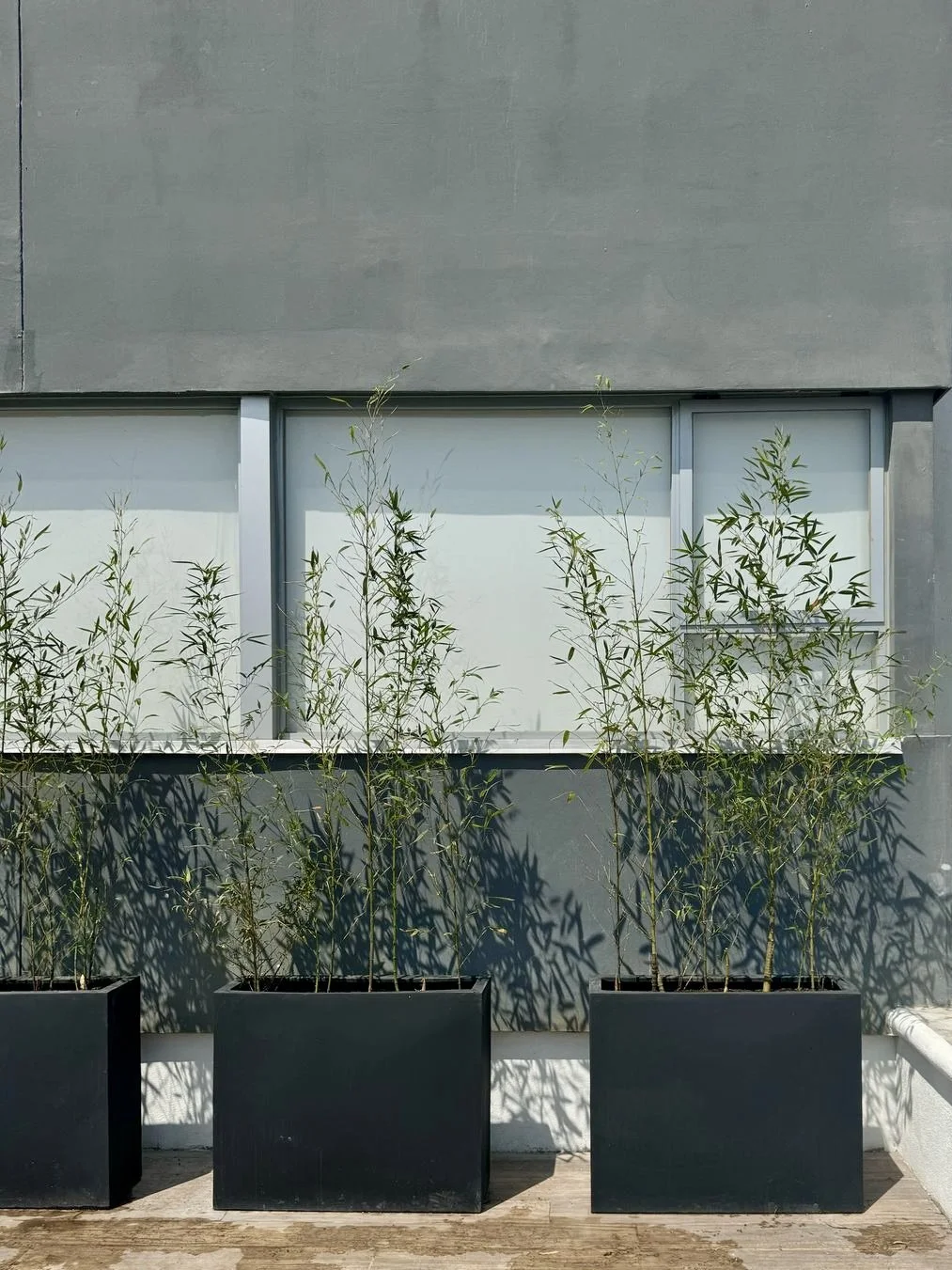 Tres macetas negras con plantas verdes en una pared de fondo gris y ventanas blancas.