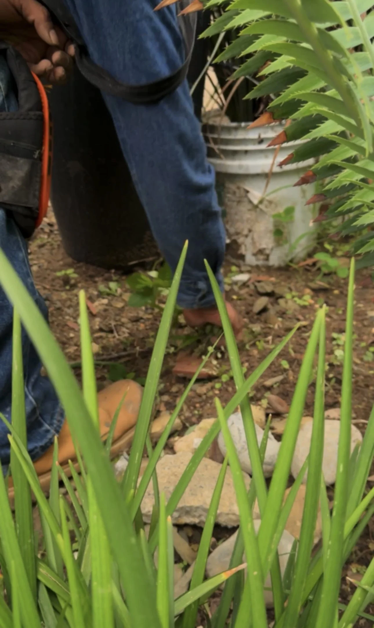 Persona arreglando plantas en un jardín, agachada entre follaje verde y tierra.