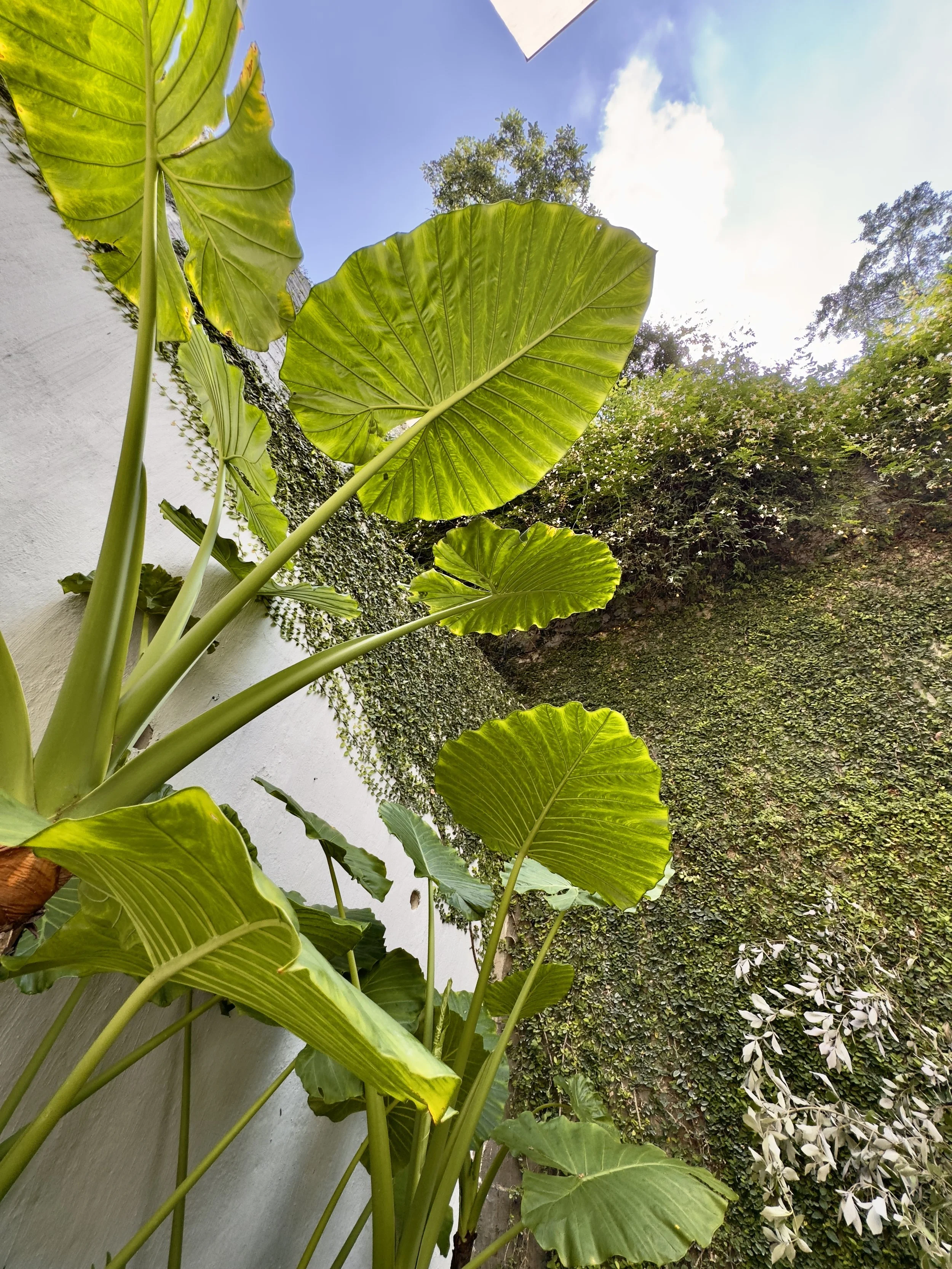 Grandes hojas verdes de plantas tropicales en un muro cubierto de vegetación con cielo azul y nubes en el fondo.
