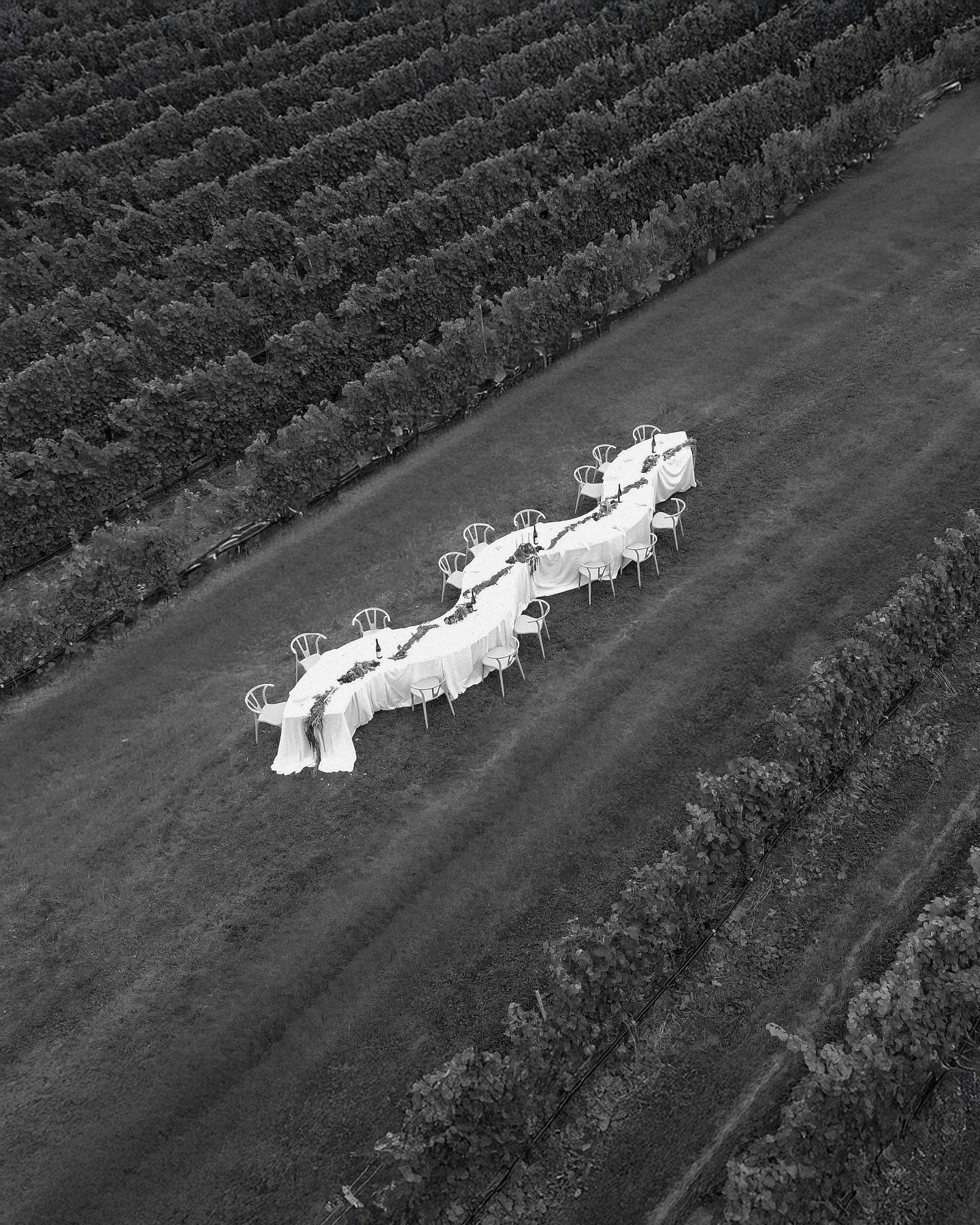 Love Among the Vines. Between the vines, a fleeting table awaits &hellip; where nature frames the art of gathering, and simplicity turns into quiet poetry 🍇

Direction artistique @the.simply.sarah 
Photographie @alyssacphotographe 
Vid&eacute;ograph