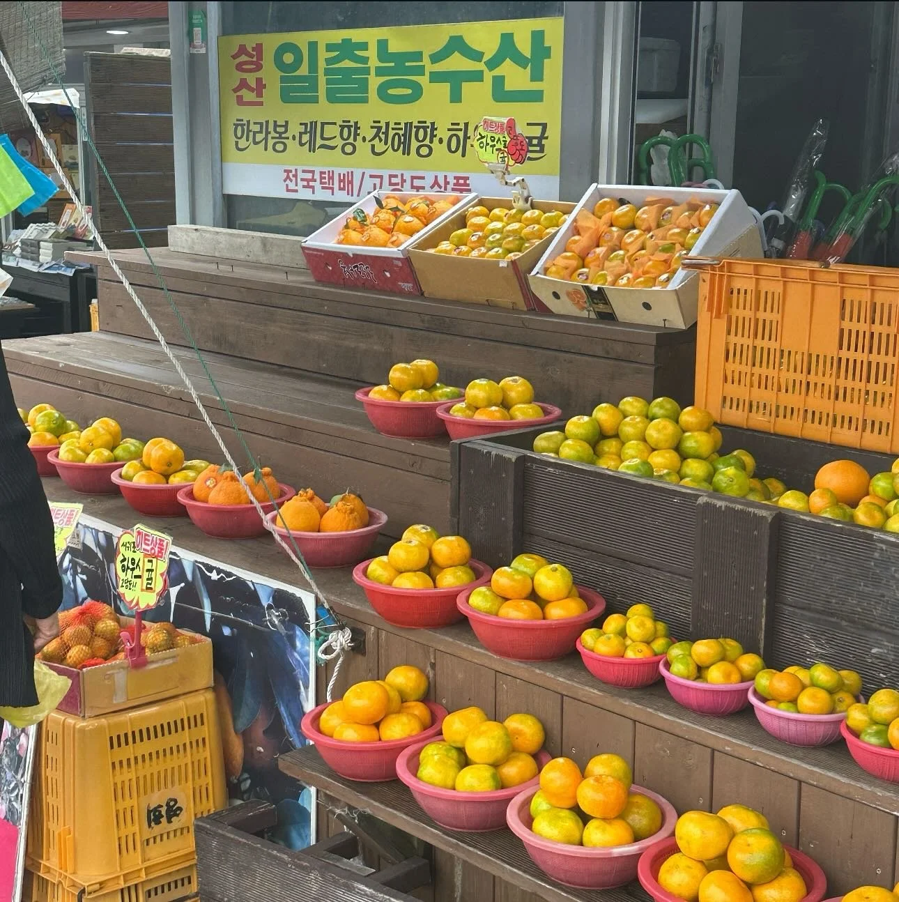한라봉 일기 🧡🍊📝