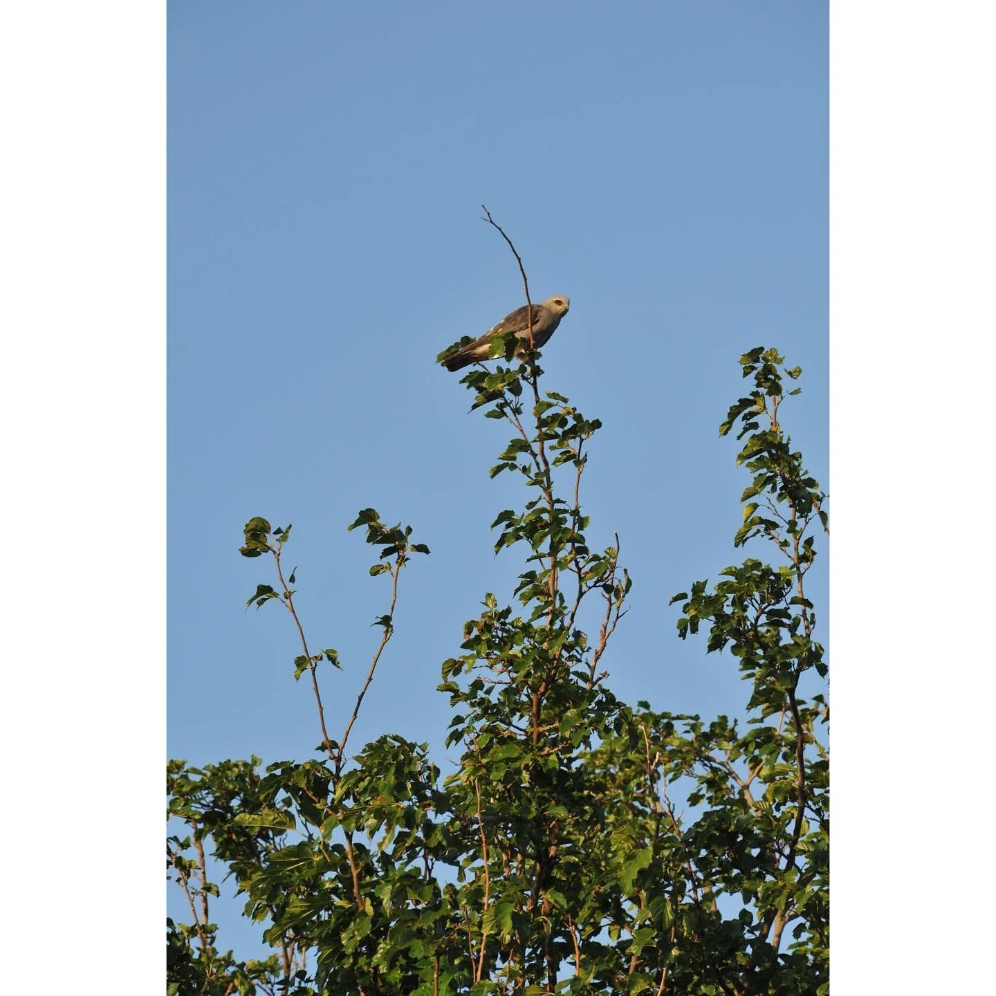 A pair of Mississippi Kites (Ictinia mississippiensis).
#digitalart #birdphotography #nikonians #nikkoraf #300f4edif #nikond700