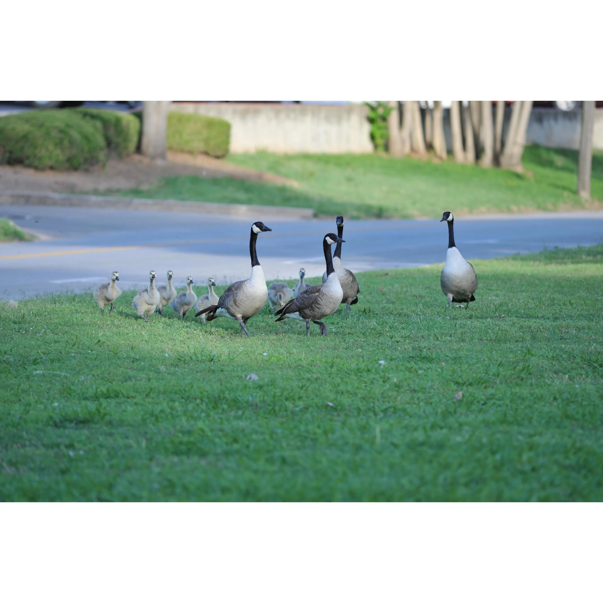 Leading the little ones.
#digitalart #nikonians #nikkoraf #300mmf4edif #nikond700