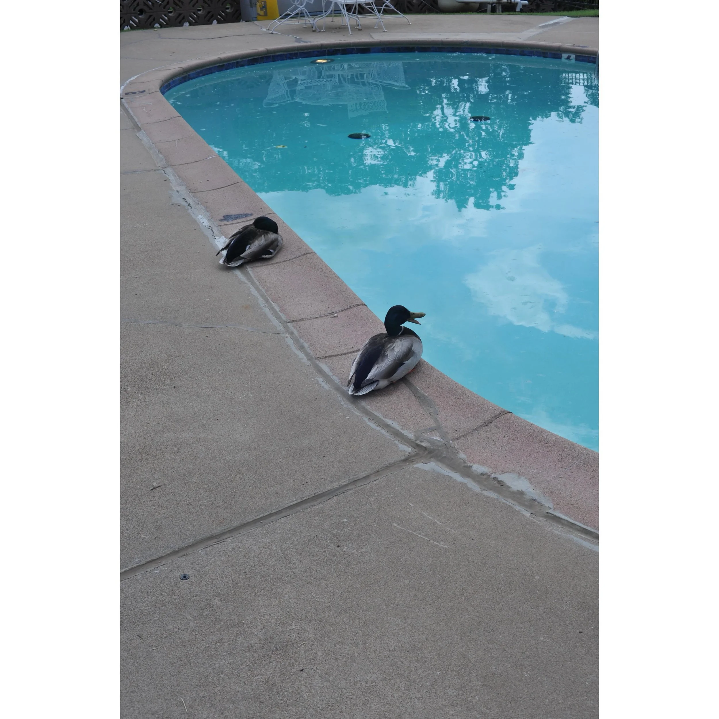Two Dudes hanging by the pool.
#digitalart #nikonians #nikkoraf #50mmf14d #nikond700
