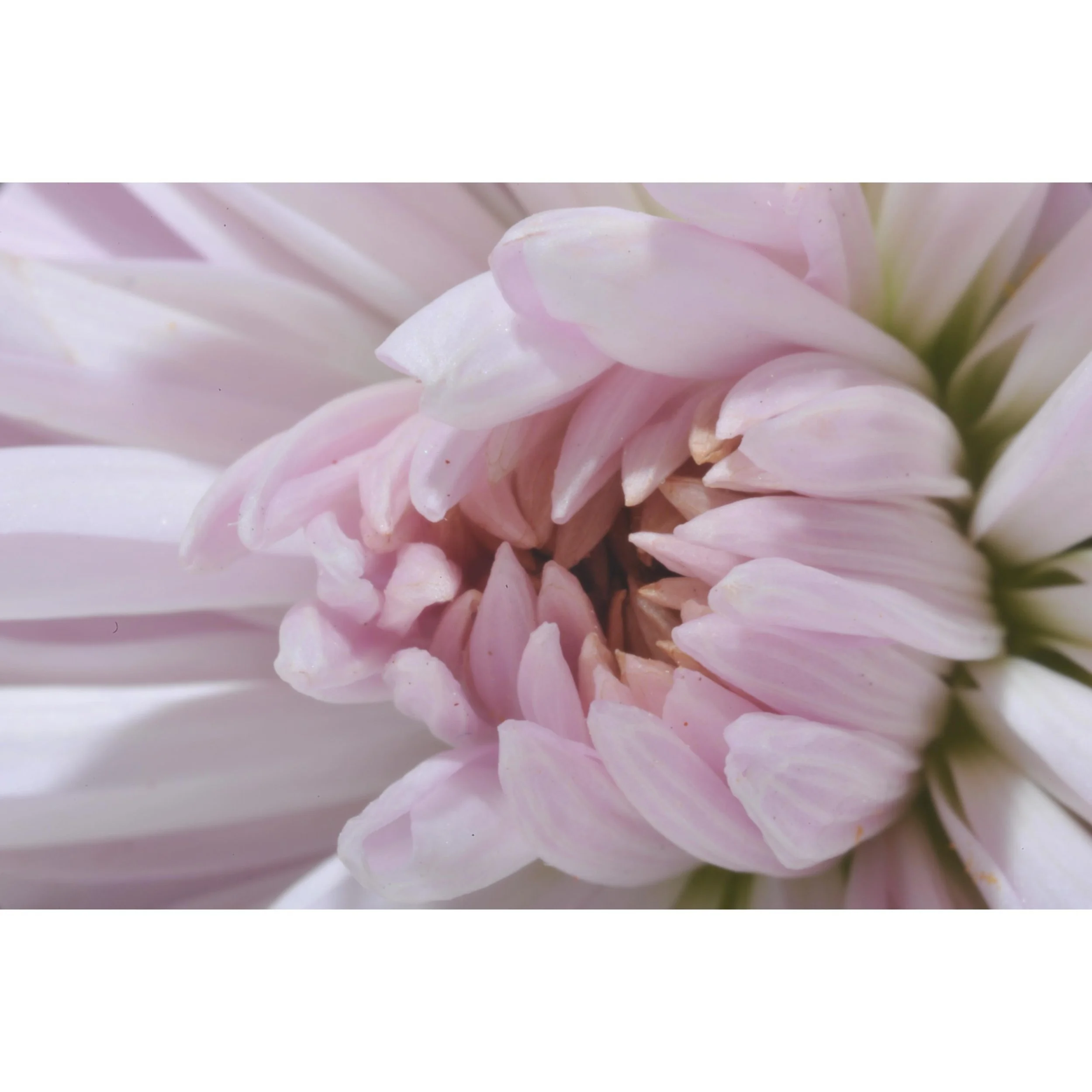 Chrysanthemum.
#macrophotography #digitalart #nikonians #micronikkor #55mmf35ai #kenkoextensiontubes #nikonbr2a #reversingringmacro #nikond700