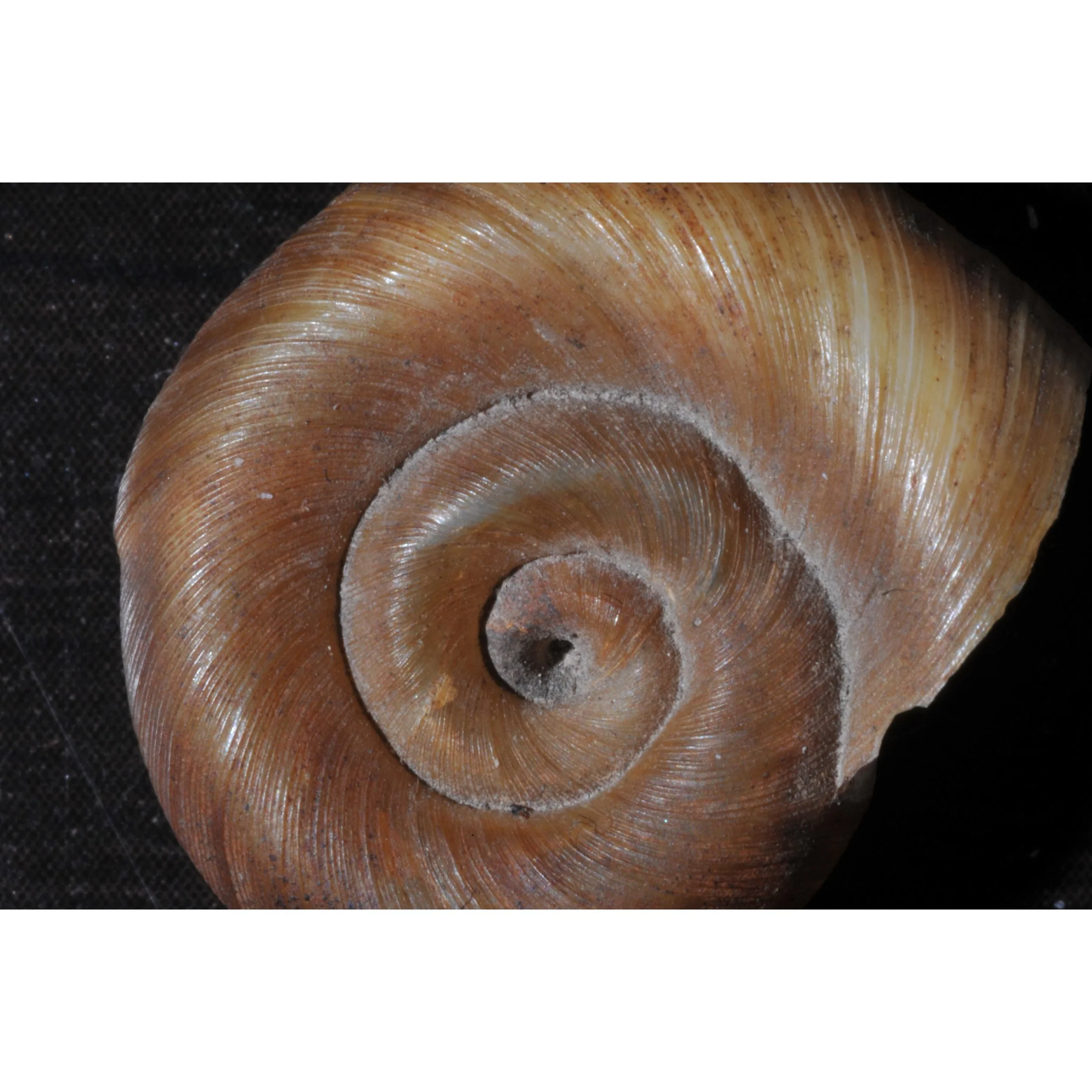 Shell I found on the riverbank.
#macrophotography #digitalart #nikonians #micronikkor #55mmf35ai #kenkoextensiontubes #nikonbr2a #reversingringmacro #nikond700