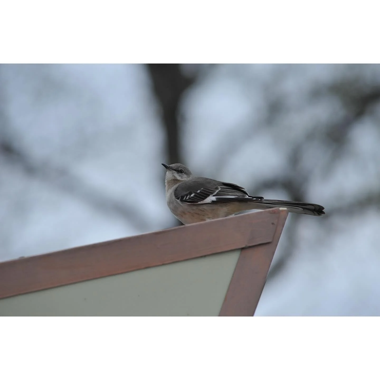 Northern Mockingbirds (Mimus Polyglottos).
#birdphotography #digitalart #nikonians #nikkoraf #300mmf4edif #nikond700