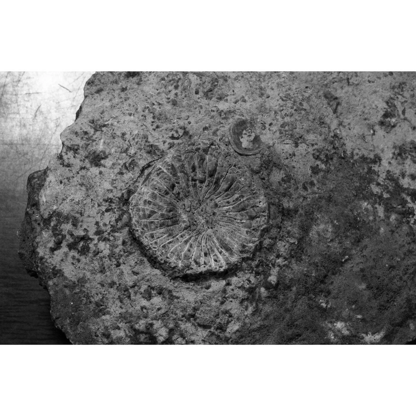 Rugose (Horn) Coral Fossil No.1, Pennsylvanian Period.
#tulsafilm #theanalogcrew #35mmfilm #35mmanalog #shootmoreblackandwhitefilm #ilfordphoto #darkroommagic #ilfordilfotecdd #macrophotography #nikonians #micronikkor #55mmf35ai #kenkosextentiontubes