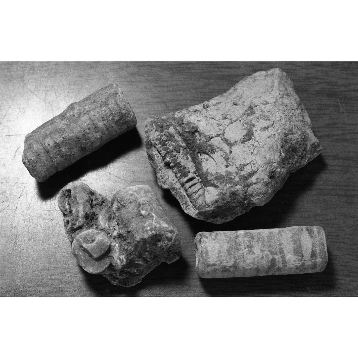Crinoid Stem Fossils, Cambrian Period.
#tulsafilm #theanalogcrew #35mmfilm #35mmanalog #shootmoreblackandwhitefilm #ilfordphoto #darkroommagic #ilfordilfotecdd #macrophotography #nikonians #micronikkor #55mmf35ai #kenkosextentiontubes #nikonf5 #ilfor