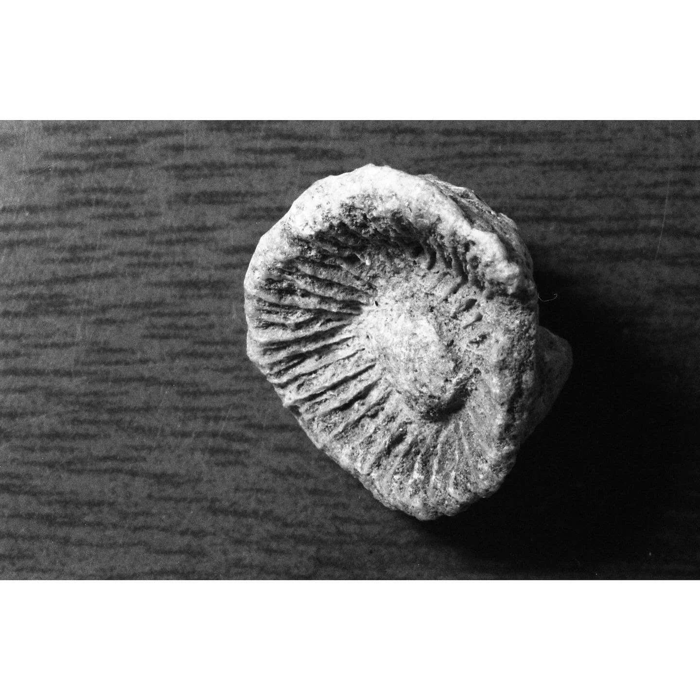 Rugose (Horn) Coral Fossil No.2, Pennsylvanian Period.
#tulsafilm #theanalogcrew #35mmfilm #35mmanalog #shootmoreblackandwhitefilm #ilfordphoto #darkroommagic #ilfordilfotecdd #macrophotography #nikonians #micronikkor #55mmf35ai #kenkosextentiontubes
