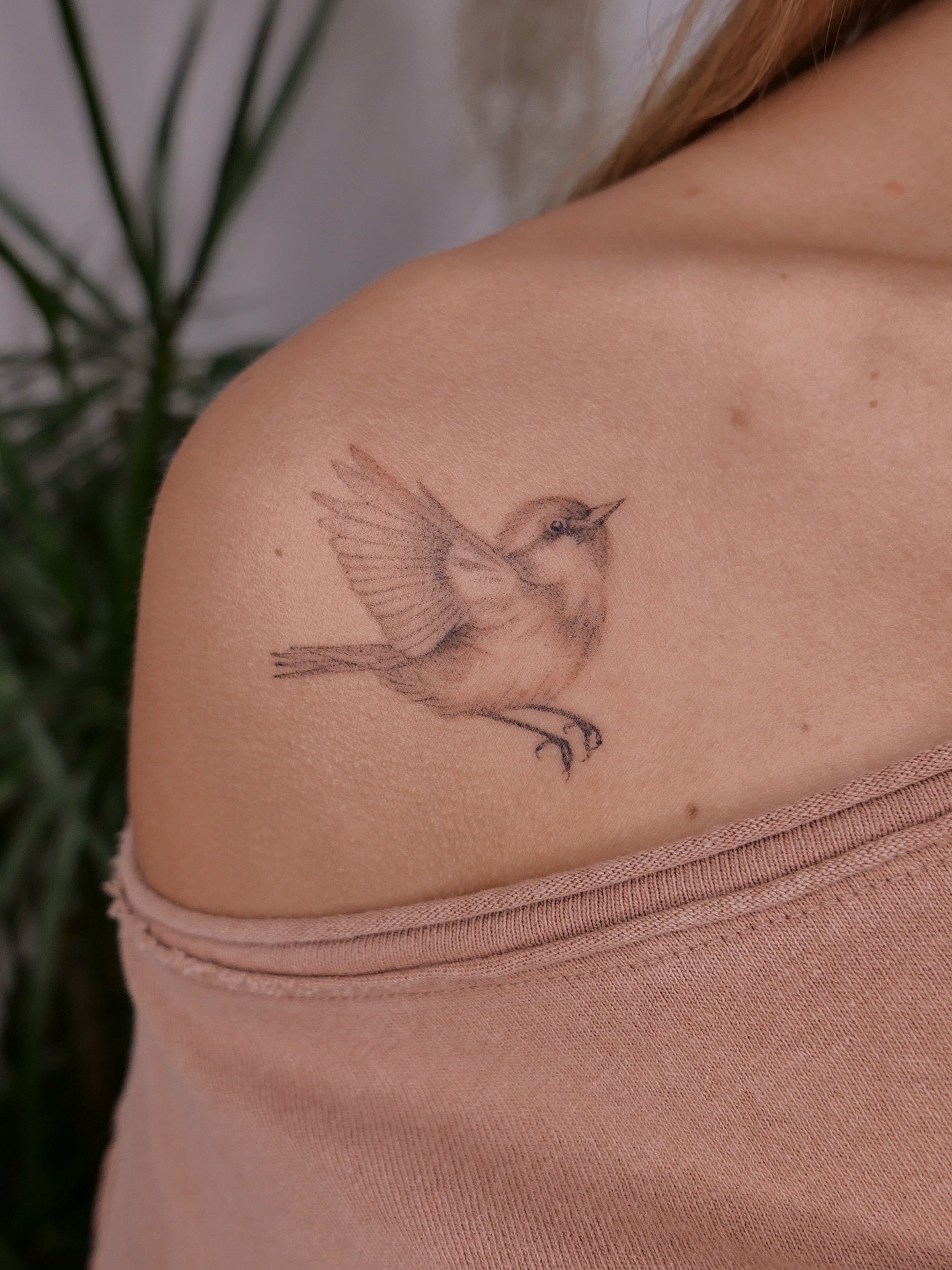 Beautiful little wren for Georgina 🤍