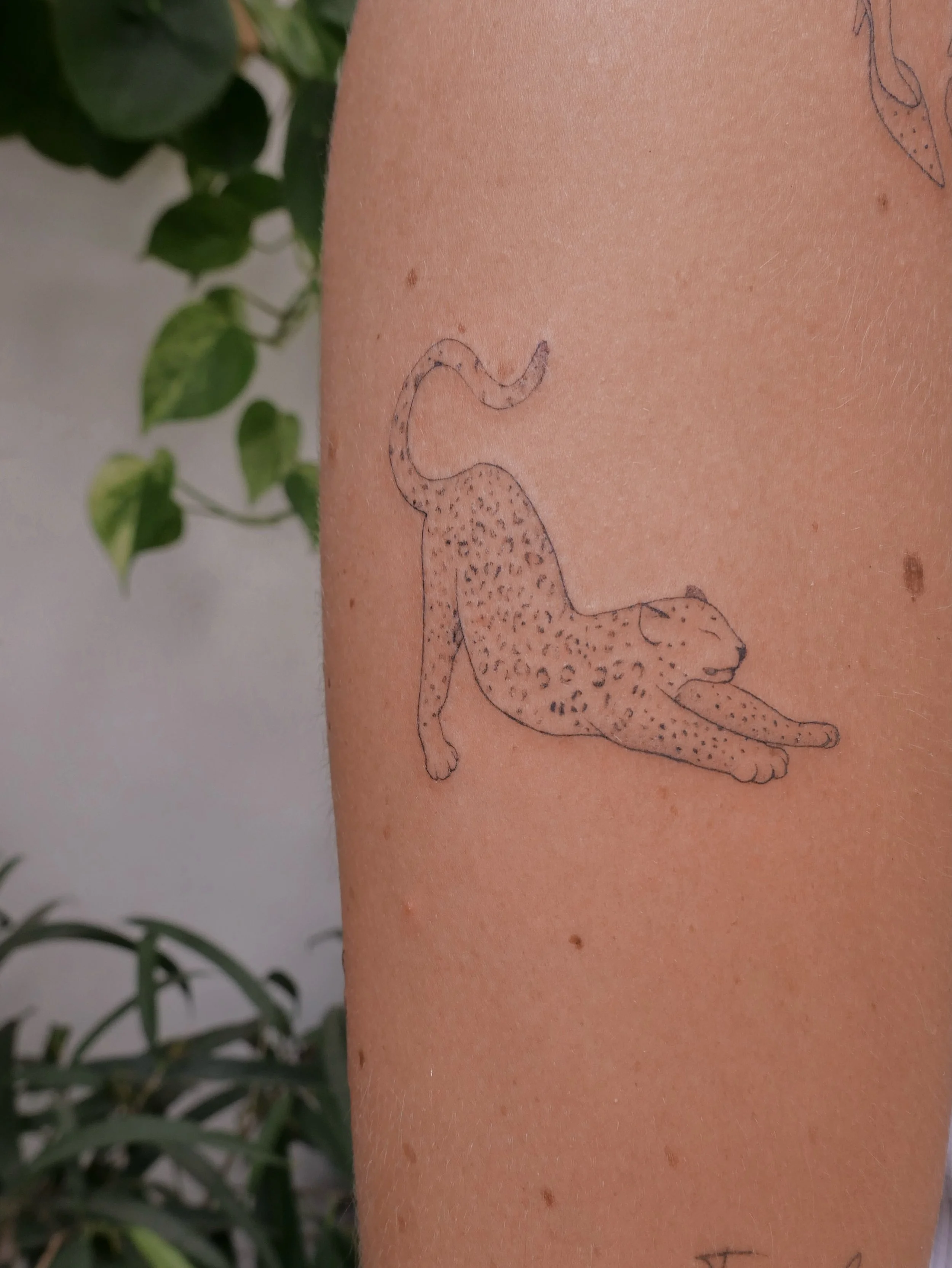 Linework 🐆