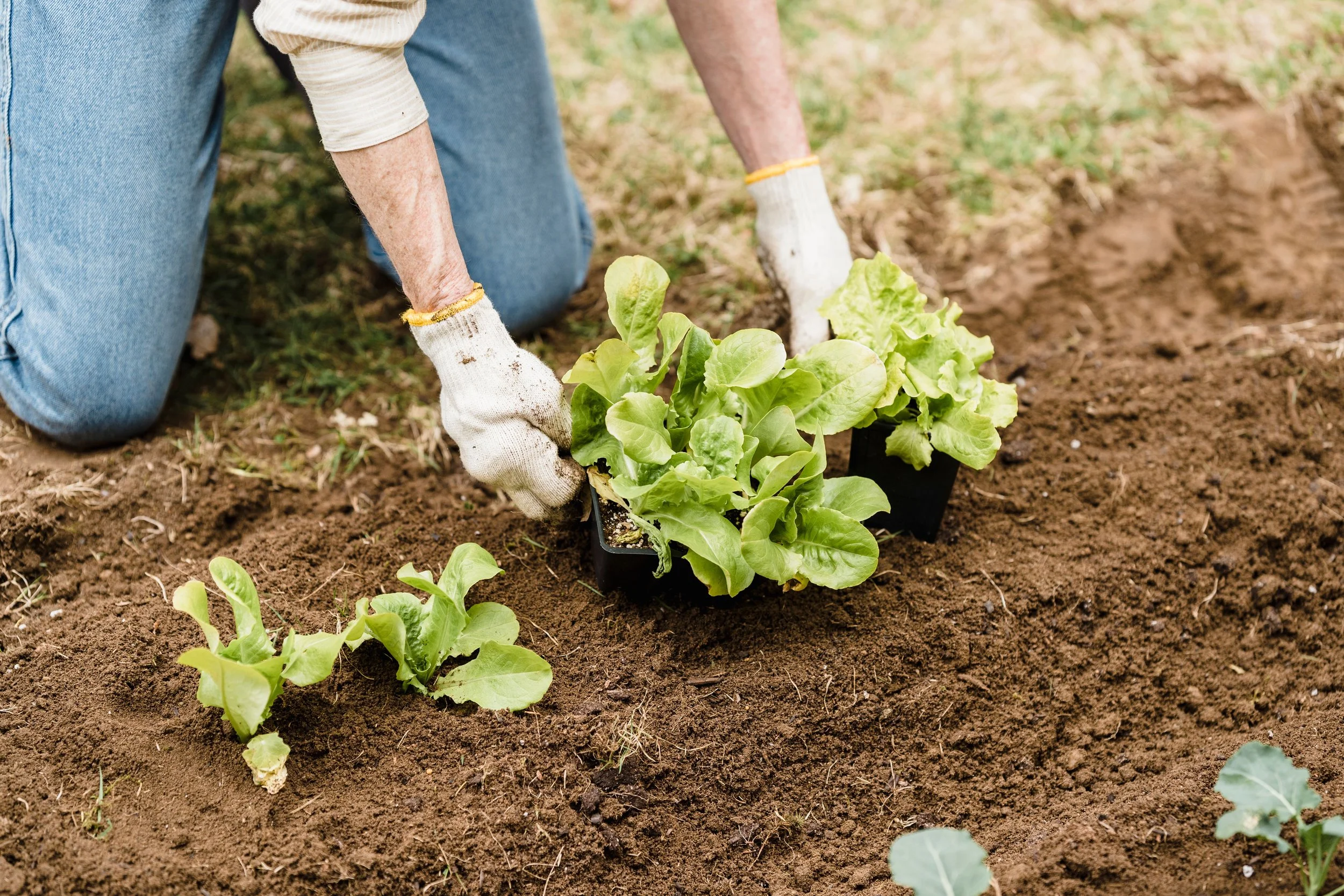 A gardening metaphor