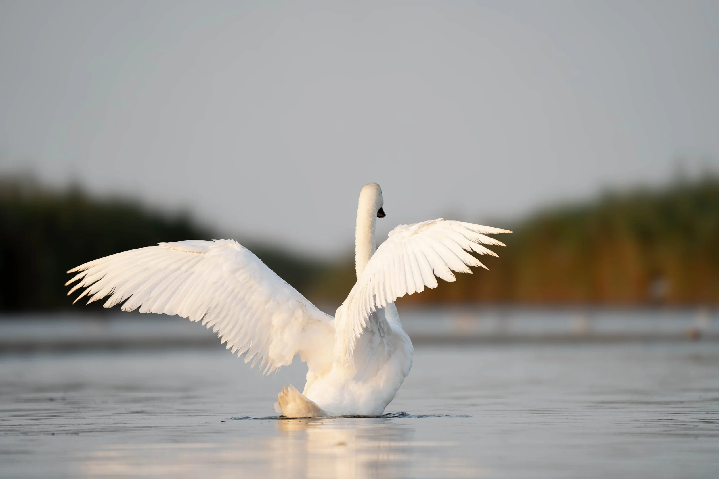 Swansongs and lame duck leaders