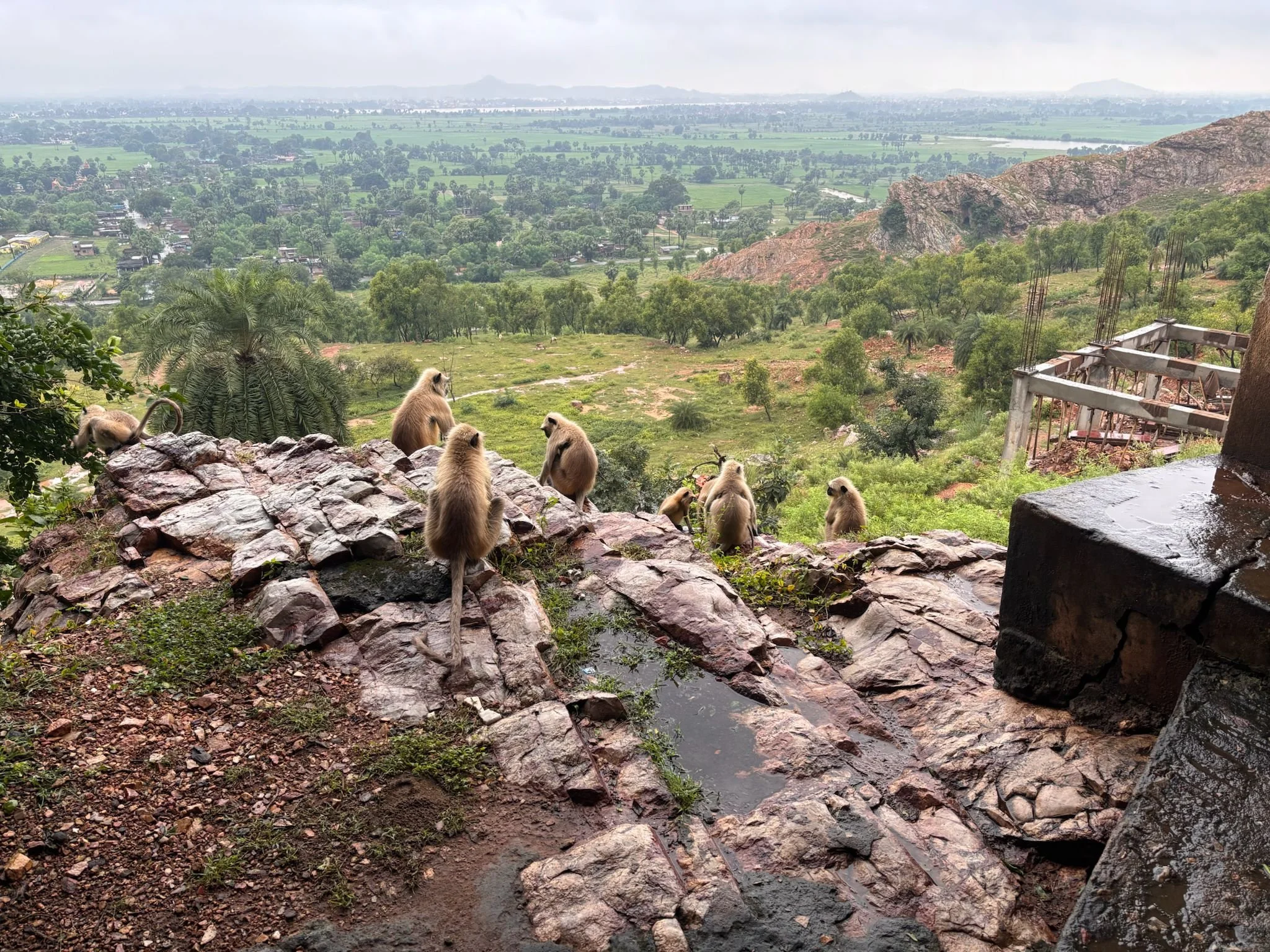 A group of baboons sitting on rocky terrain overlooking a scenic landscape with green fields, scattered trees, distant mountains, and a cloudy sky.