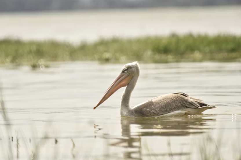 A pelican floating on a calm body of water with a grassy shoreline in the background.
