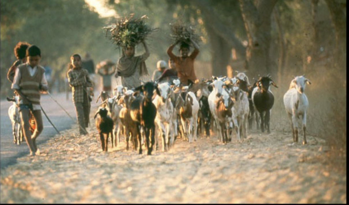 Children herding goats on a dirt road in a rural area at sunset.